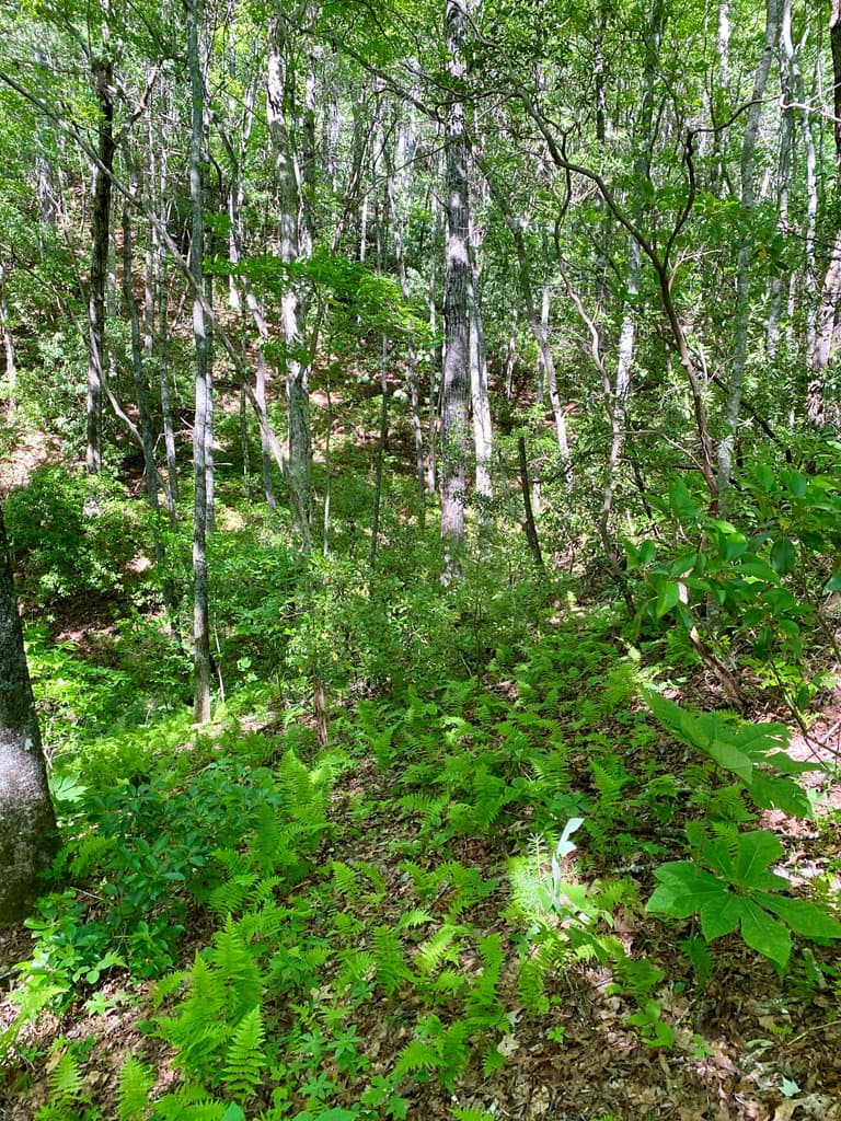 Land at 00 Deer Run, Robbinsville, NC 28771, photo 2 of 7