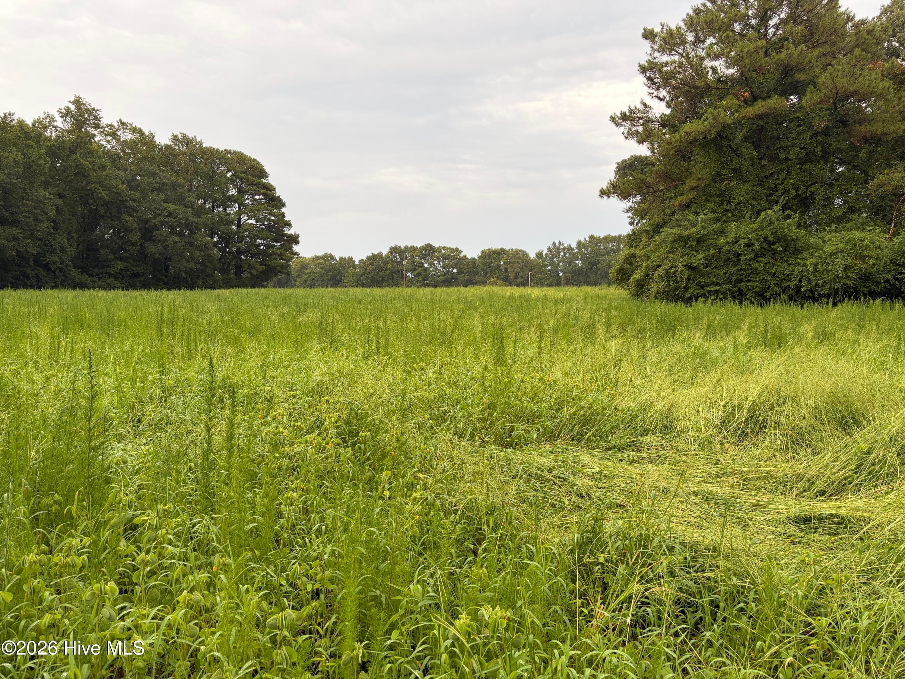 Residential Lot at Lot 9 Point Caswell Road, Willard, NC 28478, photo 10 of 12