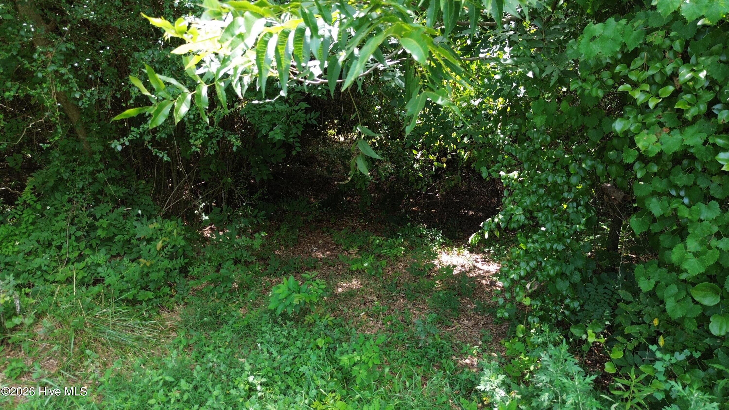 Wooded at Tbd Point Caswell Road, Atkinson, NC 28421, photo 11 of 16
