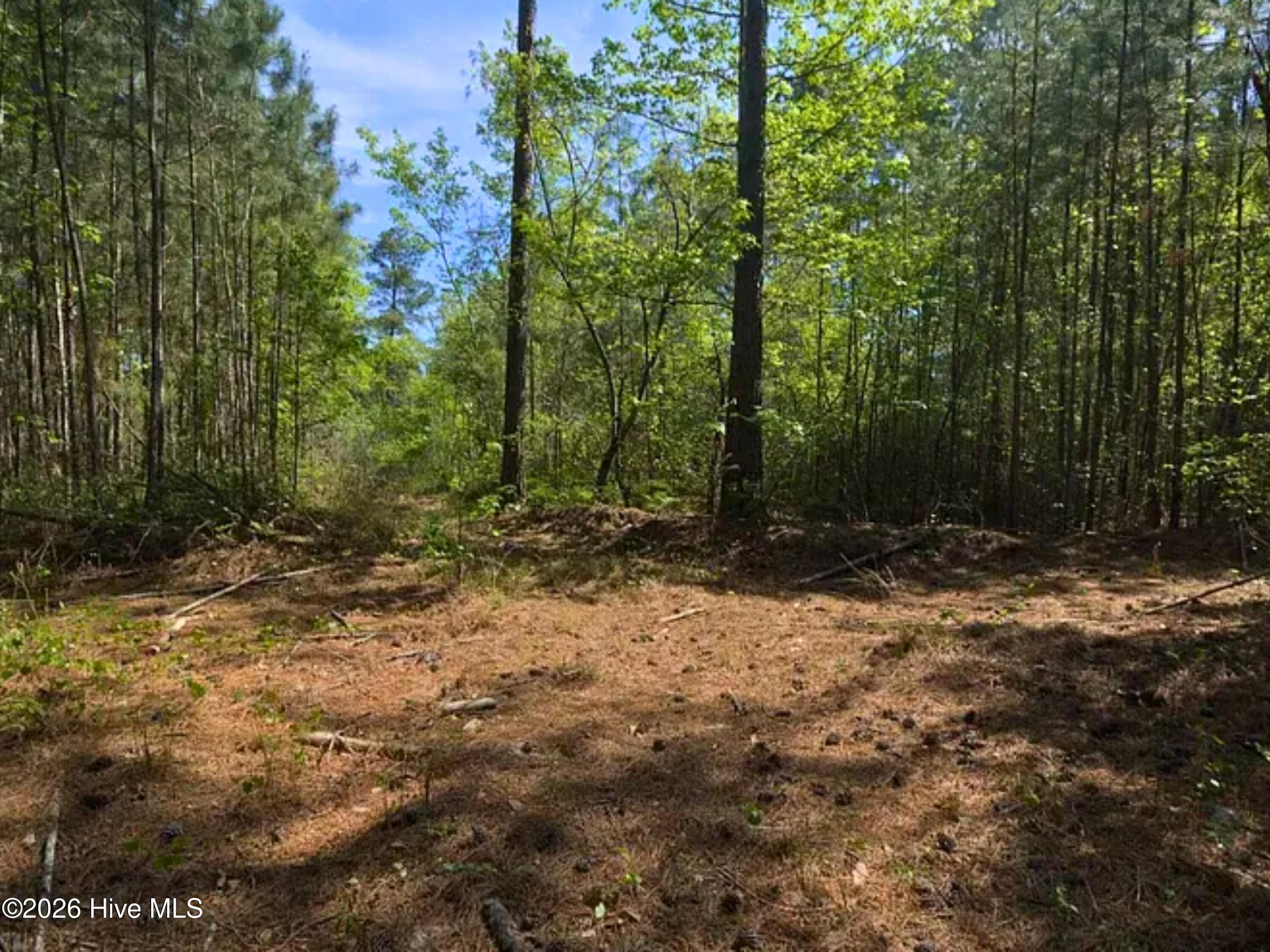 Pines and hardwoods seen from Kearns Ln on the south side of the land. Quiet wooded country property in Hoke County, NC for a home, cabin or weekend retreat. - 00-00 Strother Road, Aberdeen, NC 28315