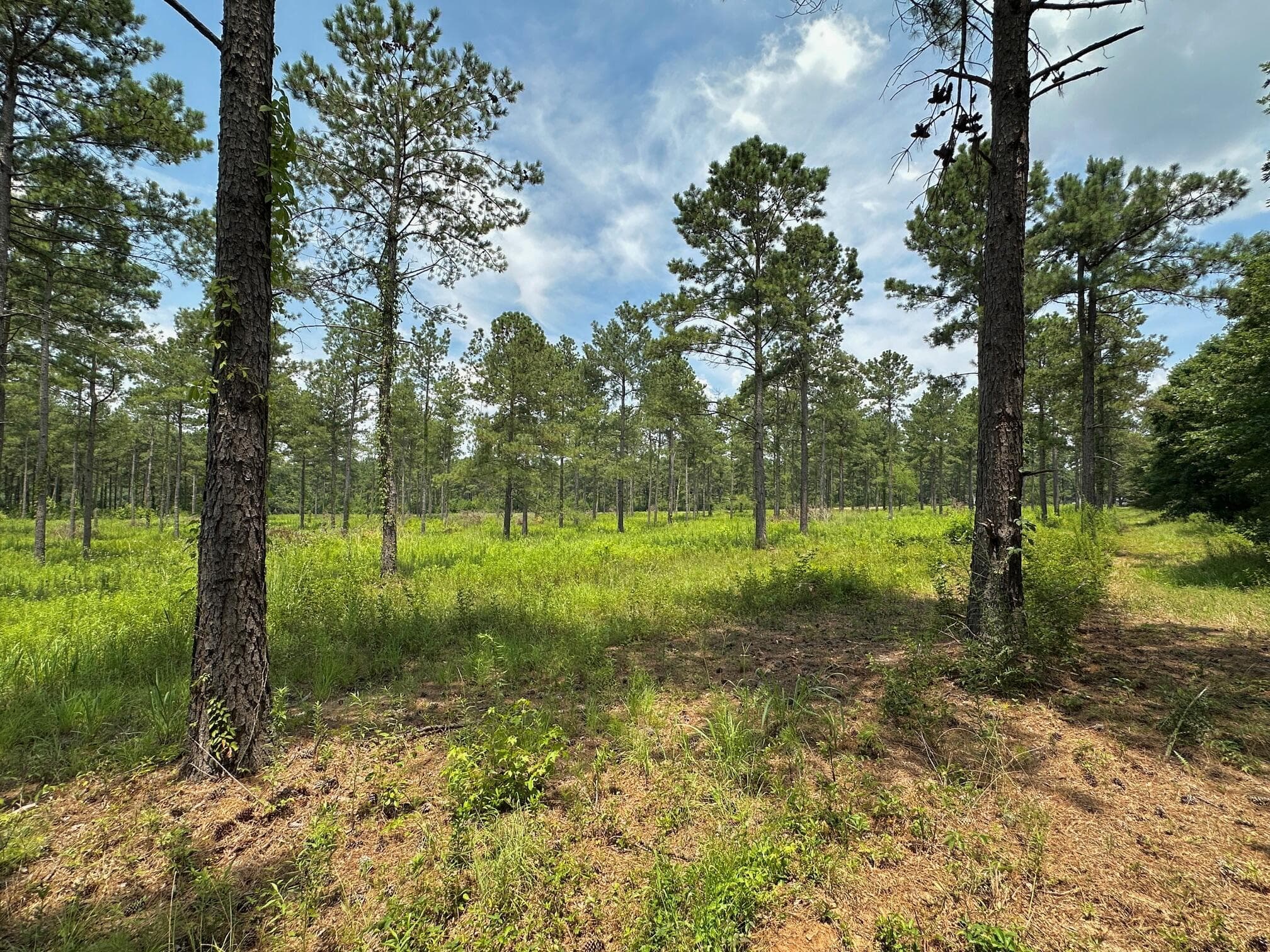 Residential Lot at 0 Chappel Road, Waynesboro, GA 30830, photo 9 of 15