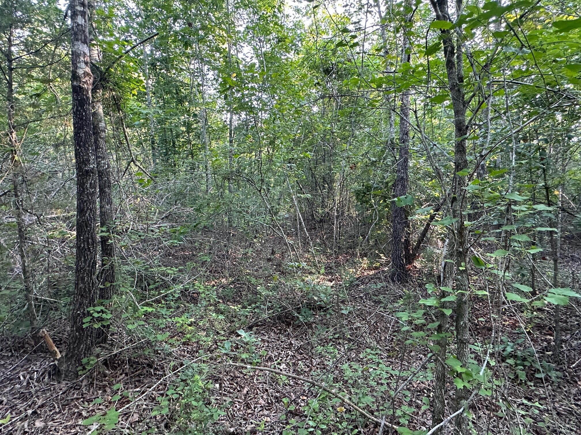 Undeveloped at 2576 Jessie James Pond Road, Wrens, GA 30833, photo 39 of 56