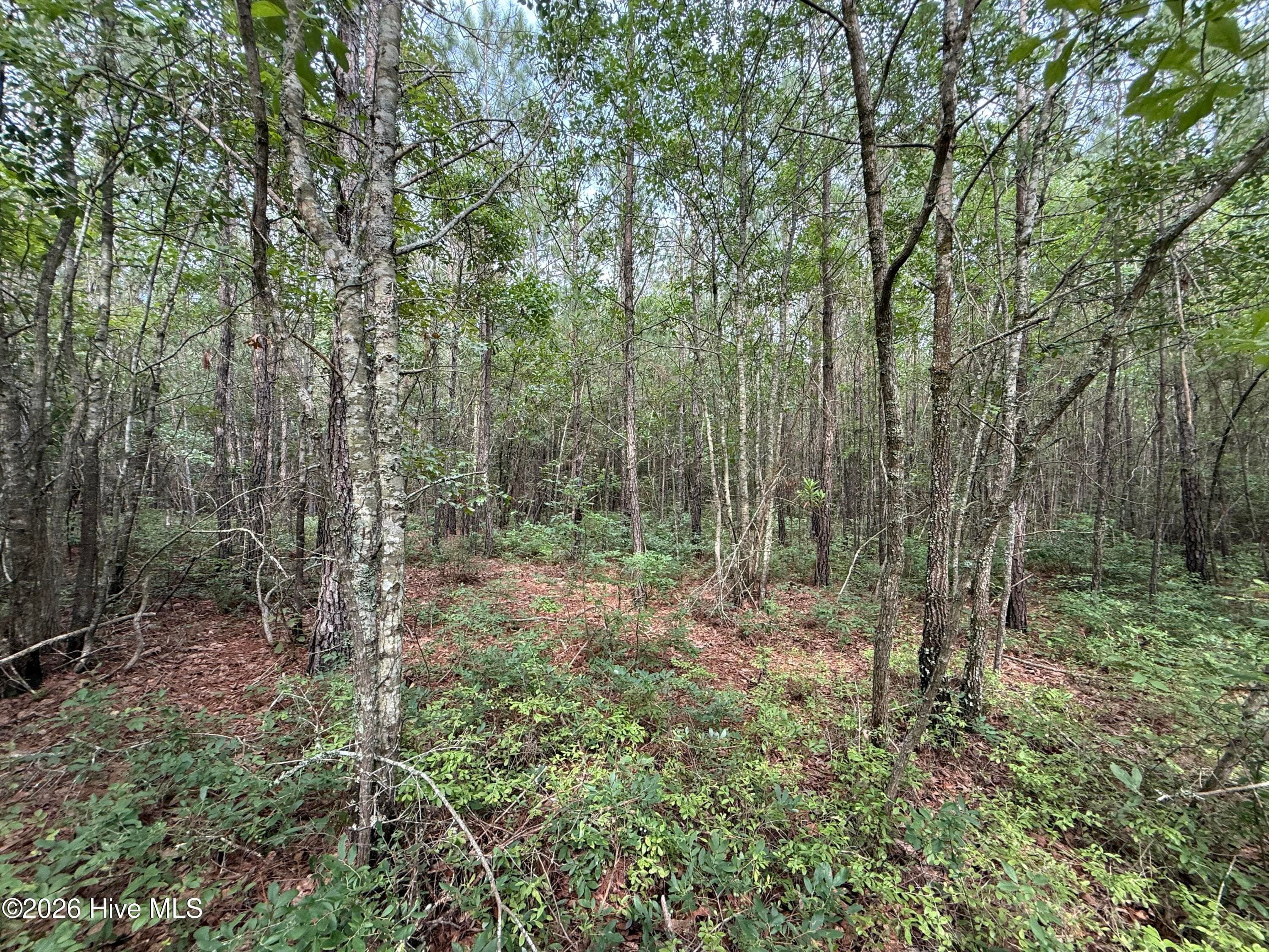 Wooded at 2162 Old Pamlico Beach Road W, Belhaven, NC 27810, photo 2 of 25
