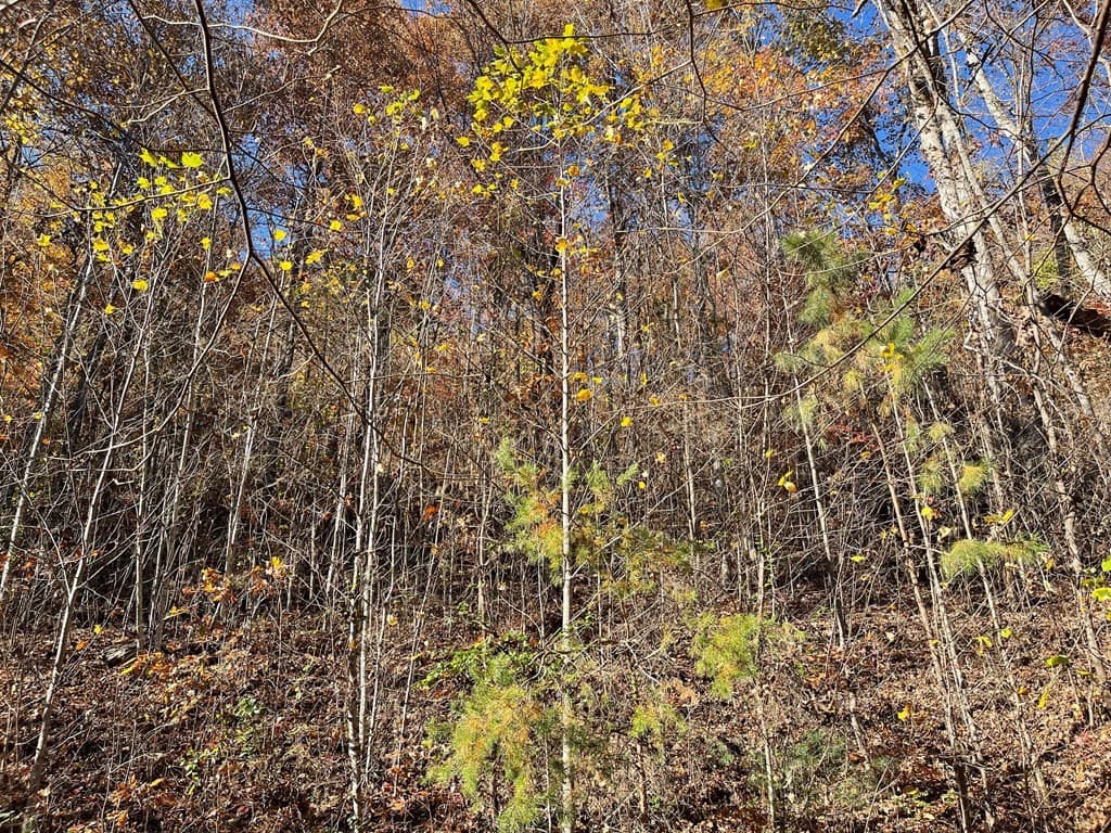 Residential Lot at 36 54c Ash Branch Circle, Hayesville, NC 28904, photo 4 of 5