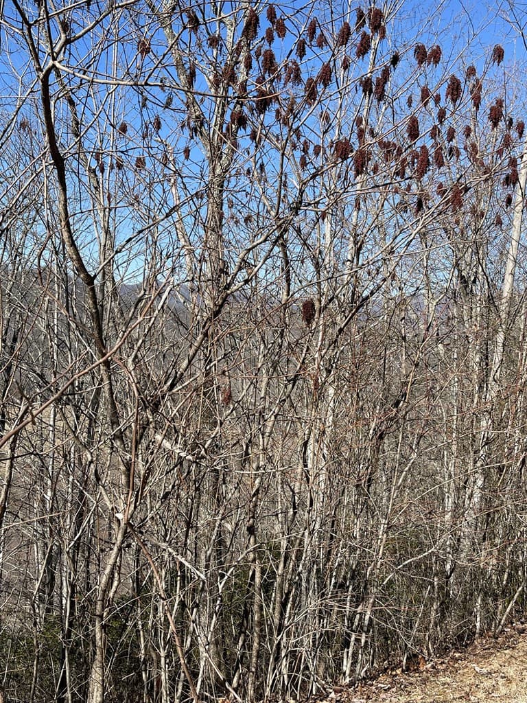 Residential Lot at Lot 29j 29J Ash Branch Rd, Hayesville, NC 28904, photo 2 of 5