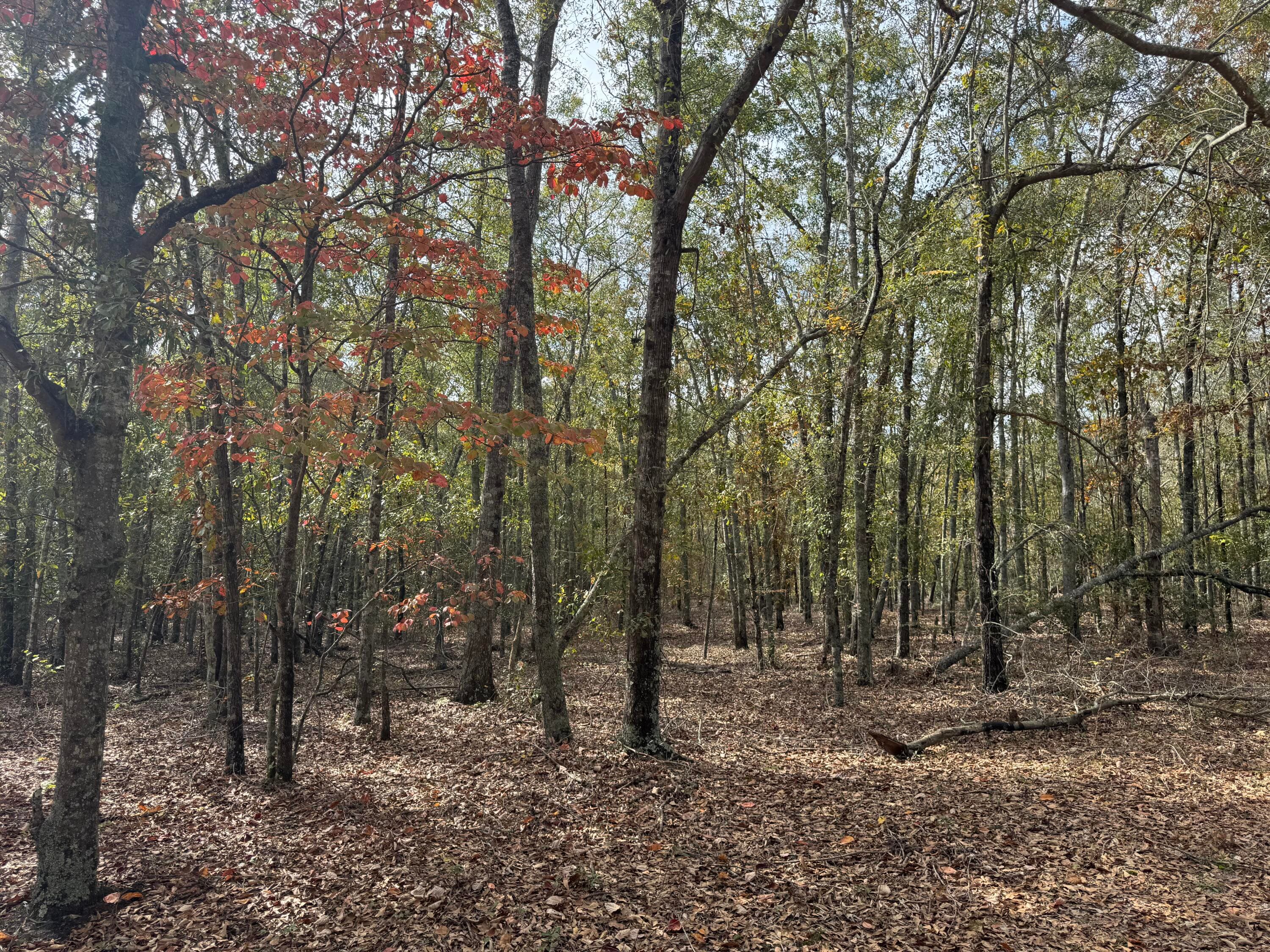 Lot 11 Highway 88, Blythe, GA 30805