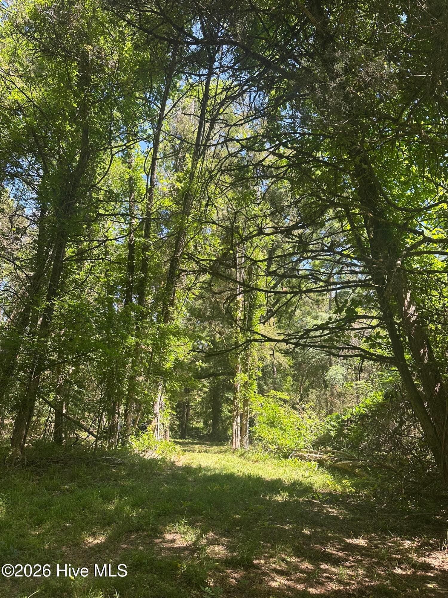 Agriculture at Lot 4 Saggus Road, Washington, GA 30673, photo 11 of 25