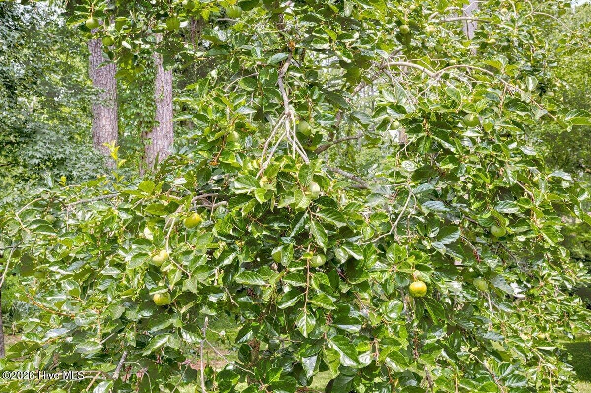 Fruit Tree - 4279 Deerwood Lane E, Evans, GA 30809