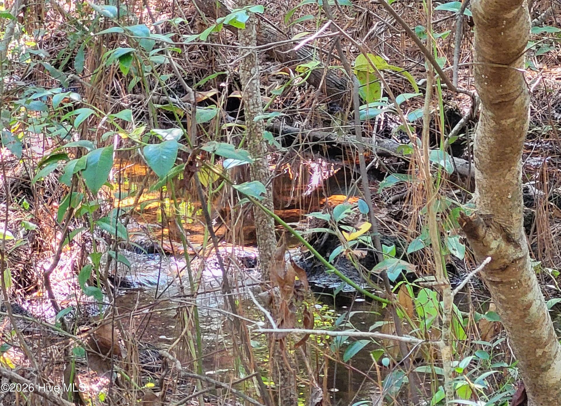 Brook along edge of property - 538 Lindgrove Place SW, Ocean Isle Beach, NC 28469