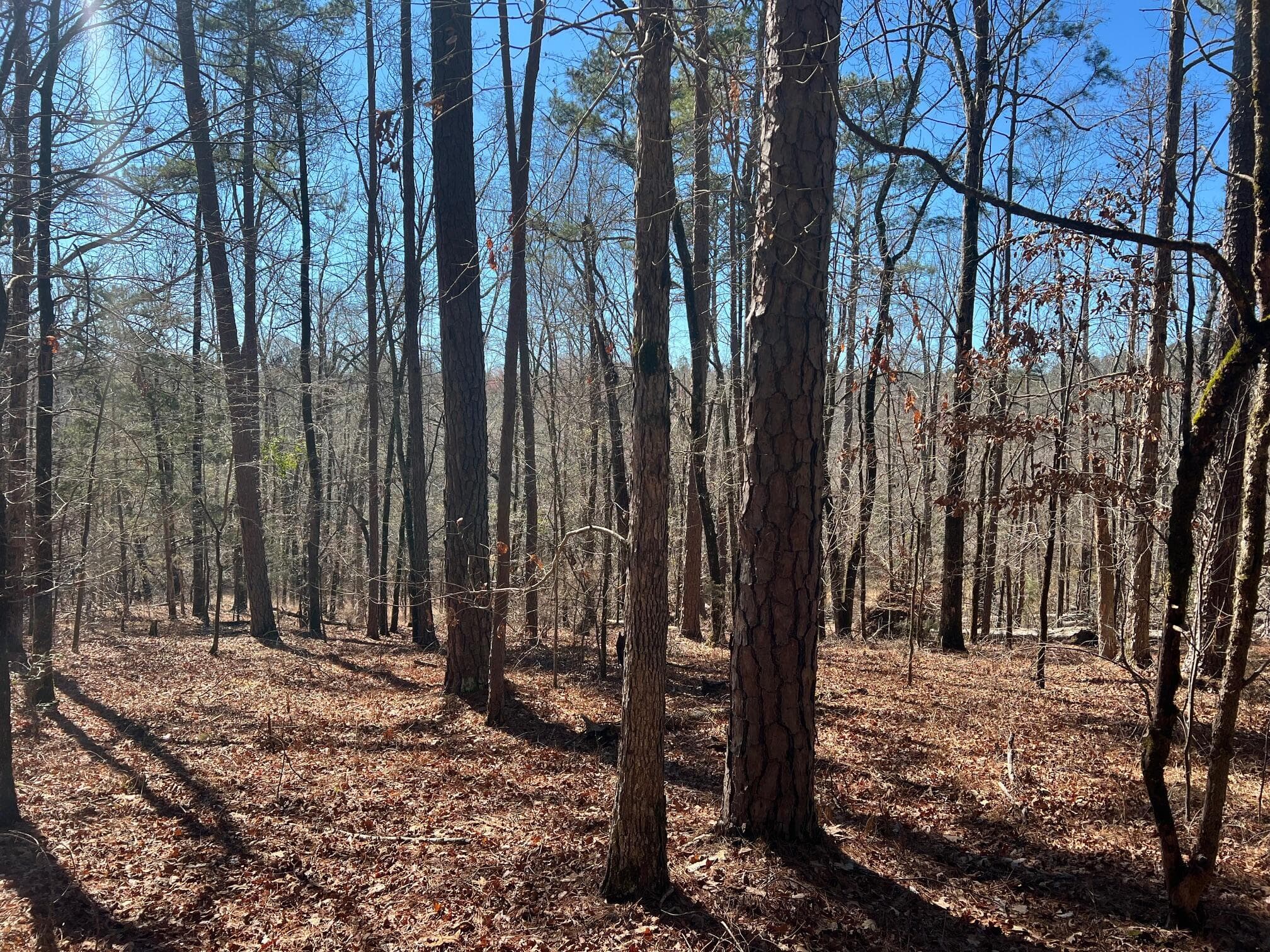 Residential Lot at 2369 Pine Ridge Drive, Appling, GA 30802, photo 8 of 9