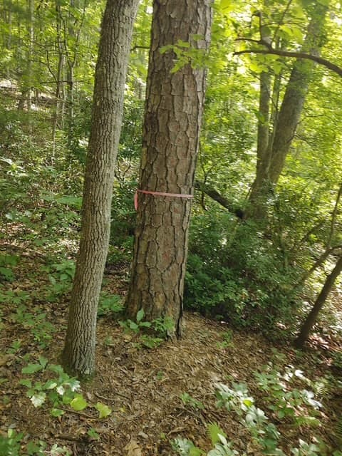 Land at 580 Overlook, Robbinsville, NC 28771, photo 7 of 11