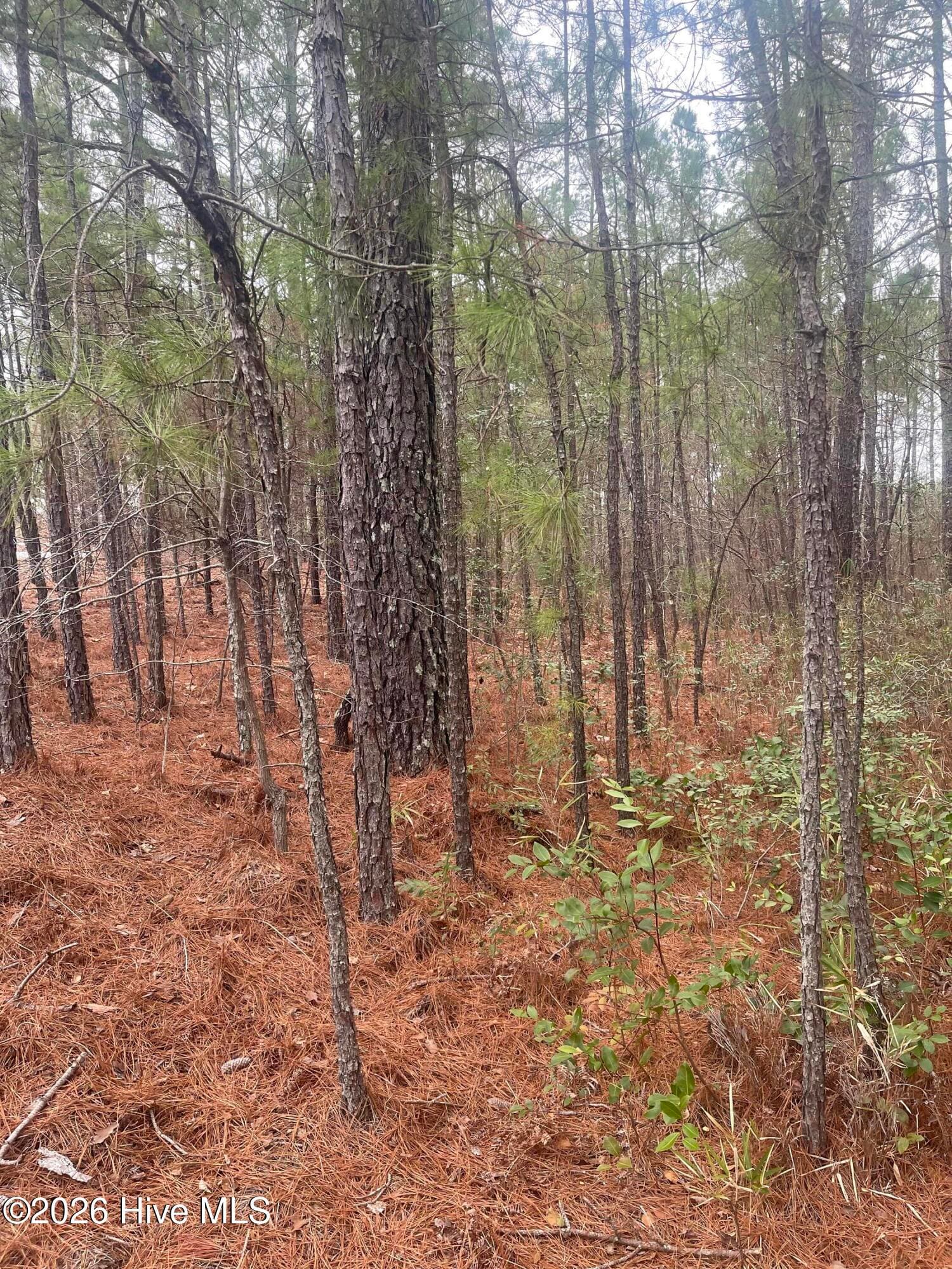 Wooded at Lot 6 & 7 Bumpy Lane, Sanford, NC 27332, photo 4 of 7