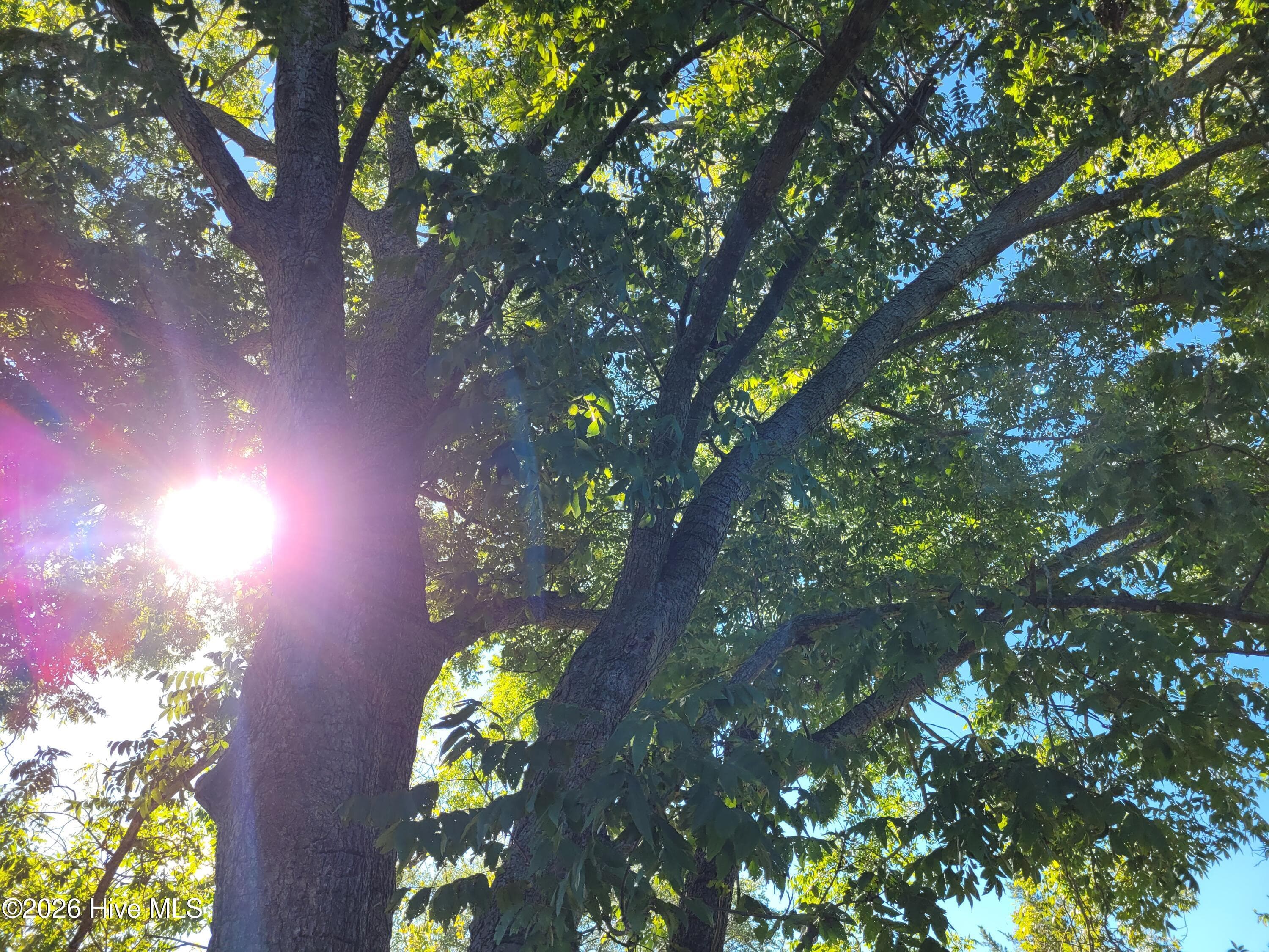 Pecan Tree Overhangs Property - 1554 Nc 102 E, Ayden, NC 28513