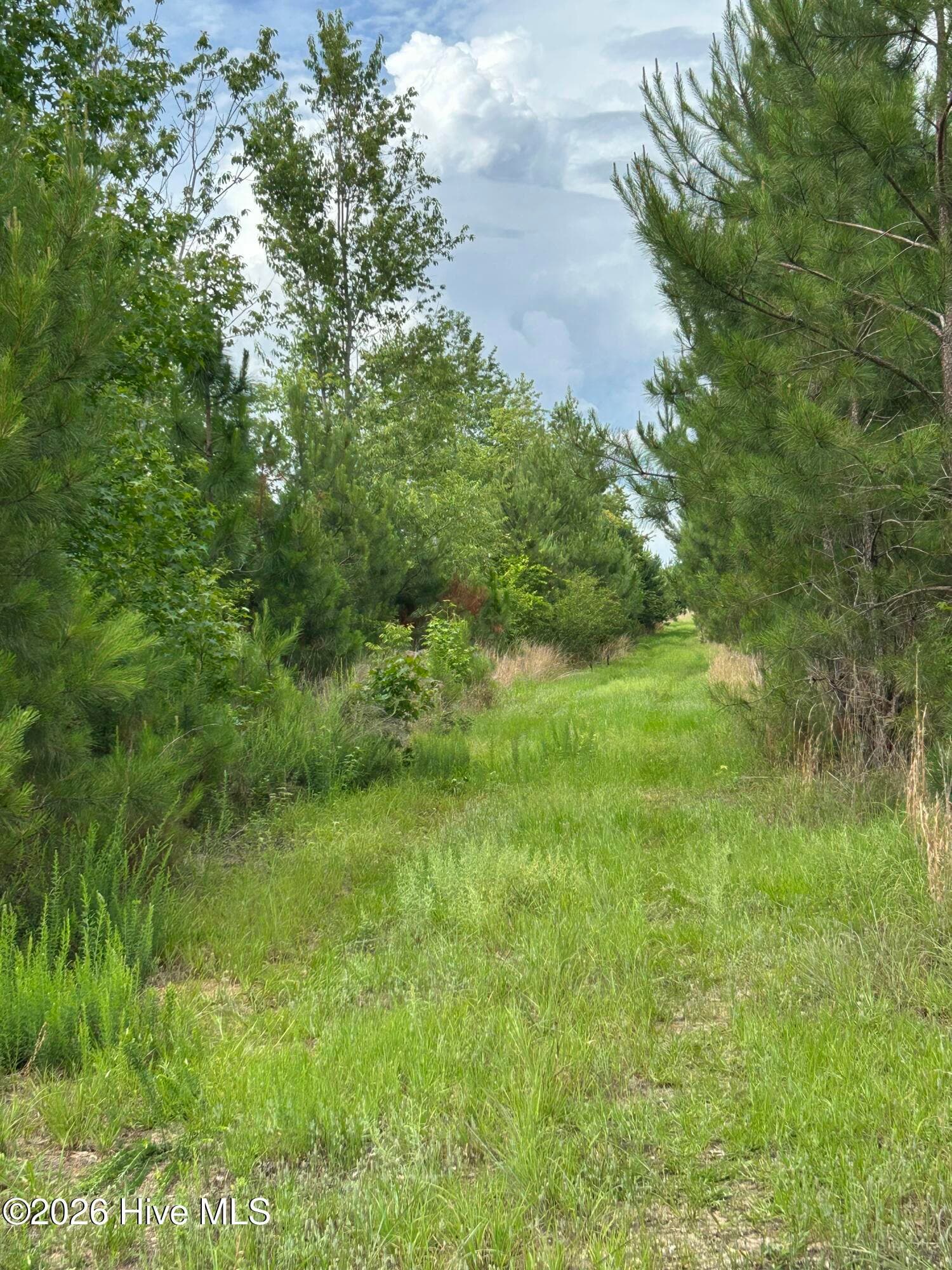 Undeveloped at 0 Pughsley Road, Stapleton, GA 30823, photo 6 of 13