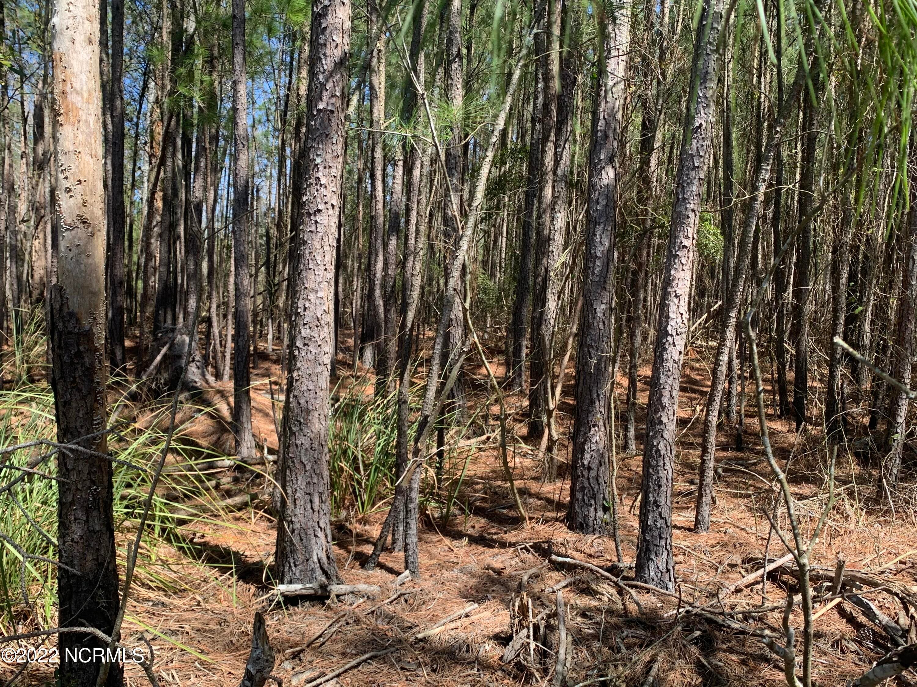 Wooded at Lot 24 24 Bailey Pointe S/D Drive, Belhaven, NC 27810, photo 14 of 19