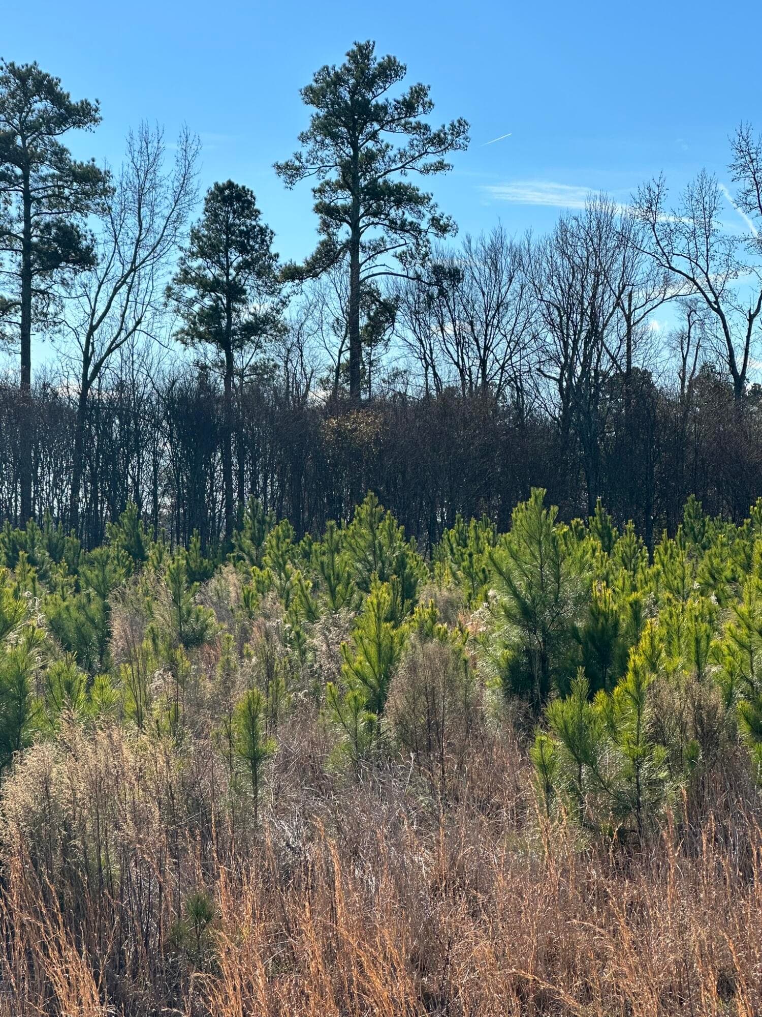 Residential Lot at Lot 6 6 Triangle Road, Louisville, GA 30434, photo 9 of 10