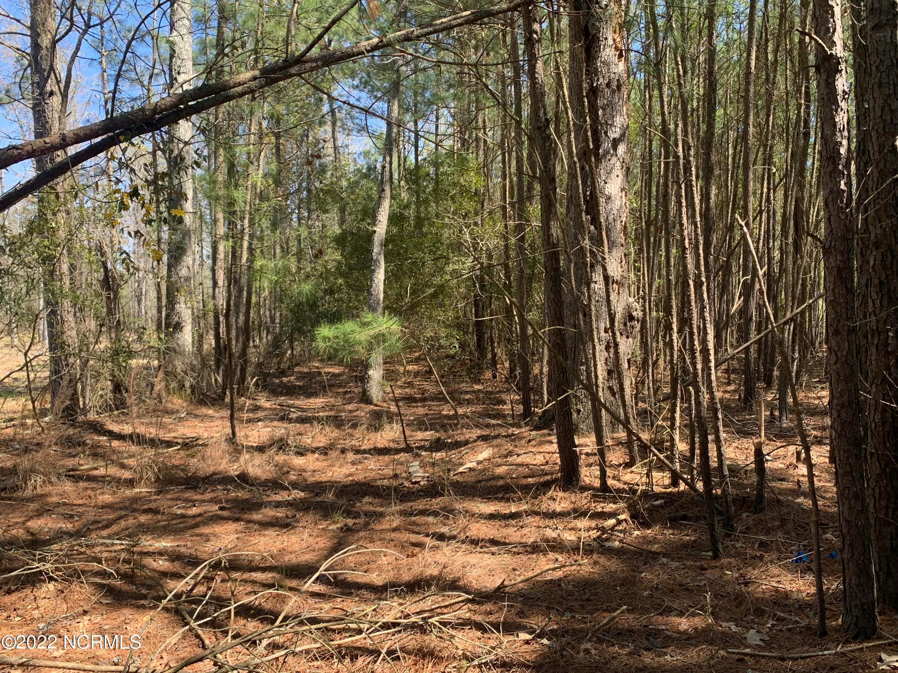 Wooded lot. - Lot 24 24 Bailey Pointe S/D Drive, Belhaven, NC 27810