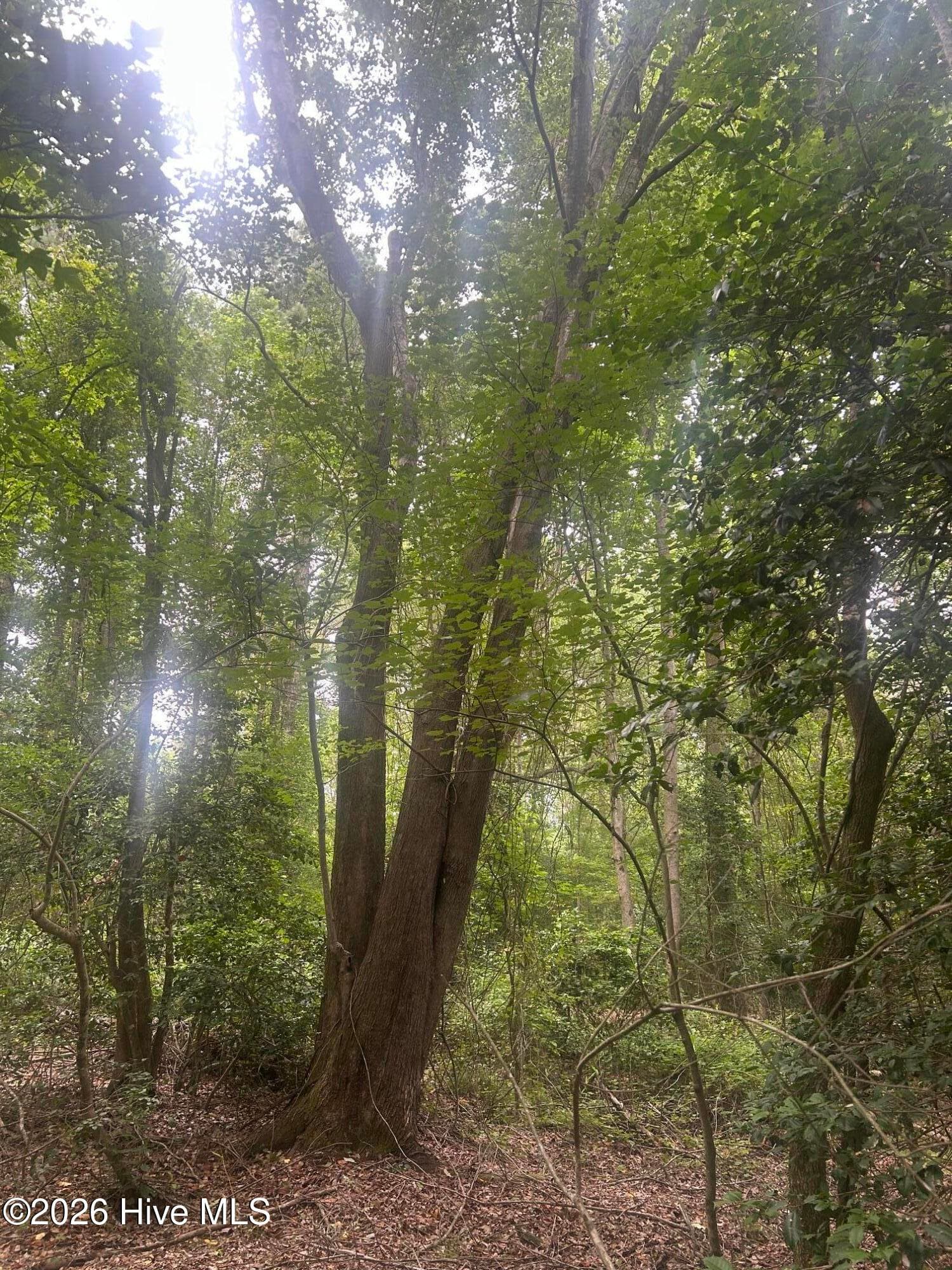 Wooded at Tbd Oliver Carlton Road, Warsaw, NC 28398, photo 12 of 17