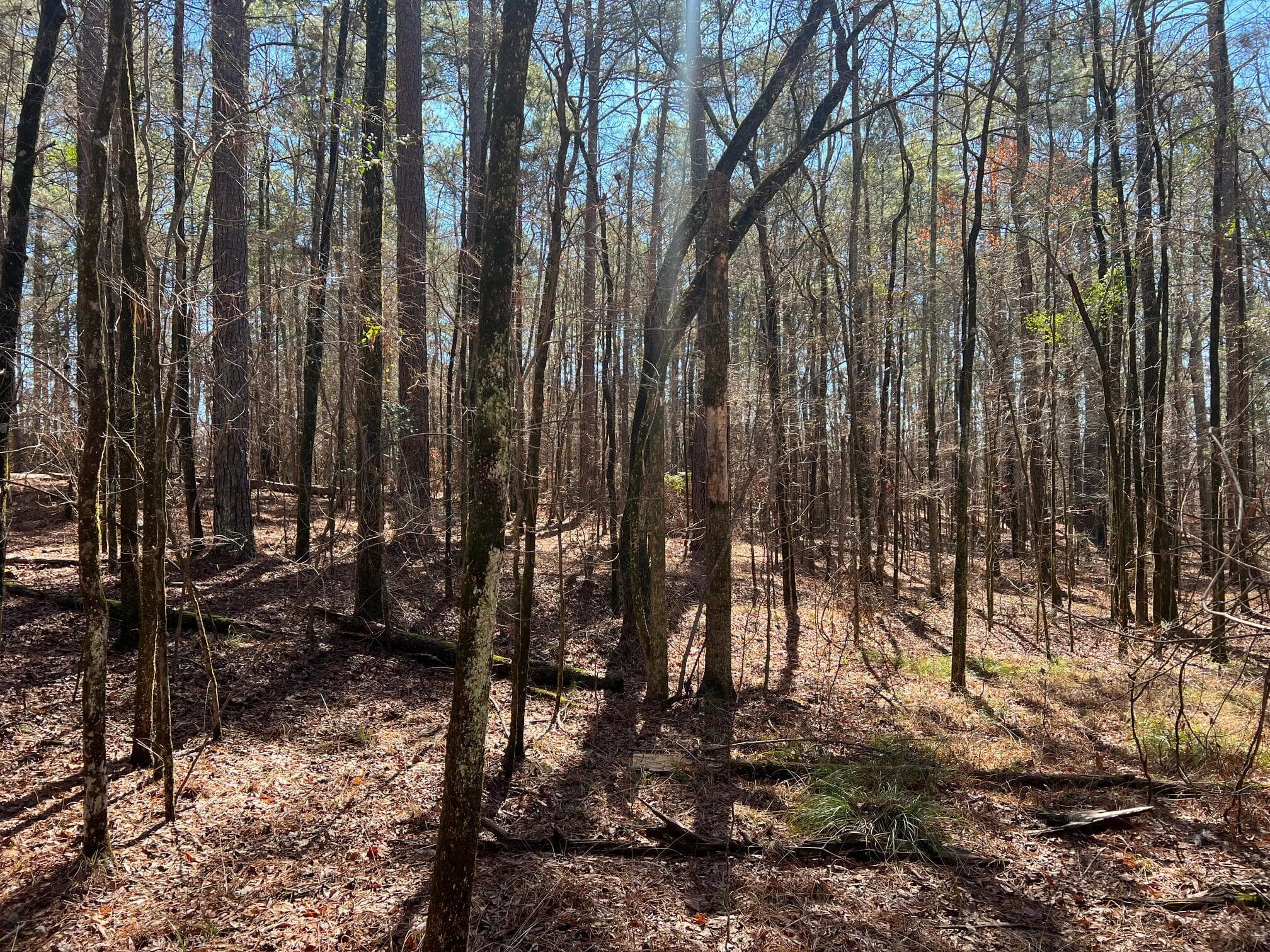 Residential Lot at 2369 Pine Ridge Drive, Appling, GA 30802, photo 6 of 9