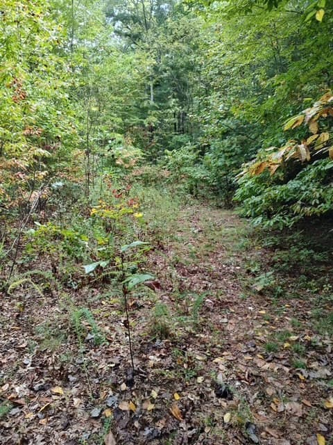 Land at 0 Yellow Branch Sr 1241, Robbinsville, NC 28771, photo 5 of 7