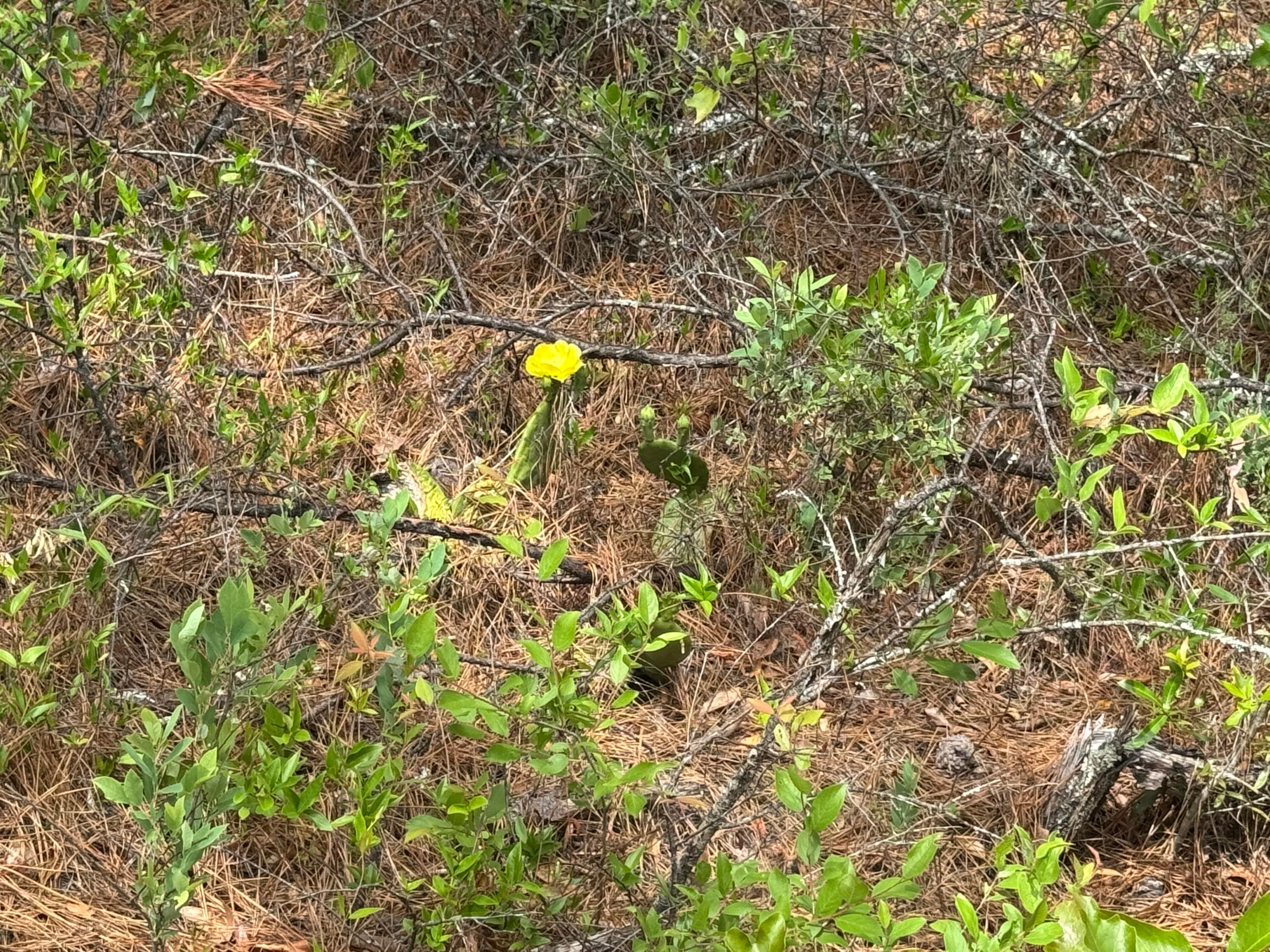 Undeveloped at 745 Wright Allen Road, Blythe, GA 30805, photo 8 of 18
