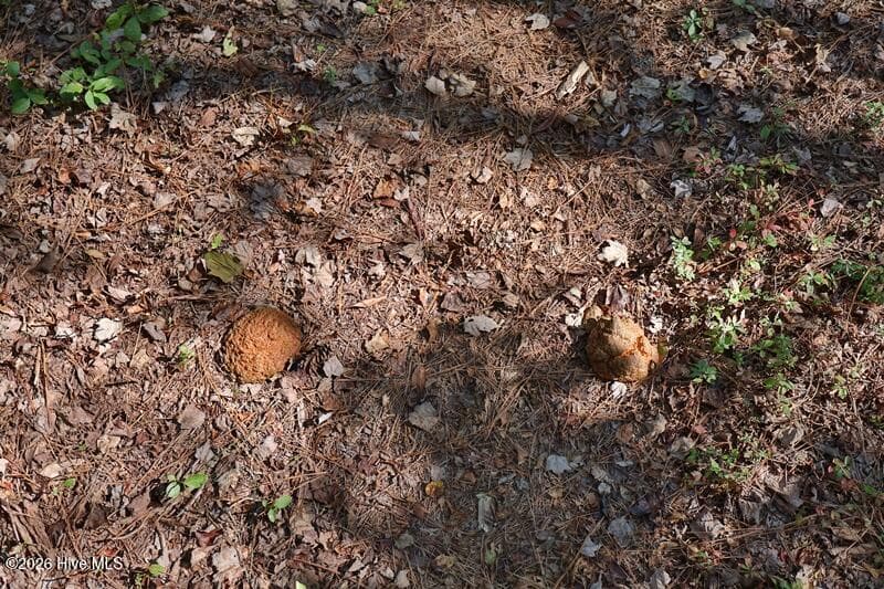 Recreation at 0 Angola Bay Road, Wallace, NC 28466, photo 15 of 16
