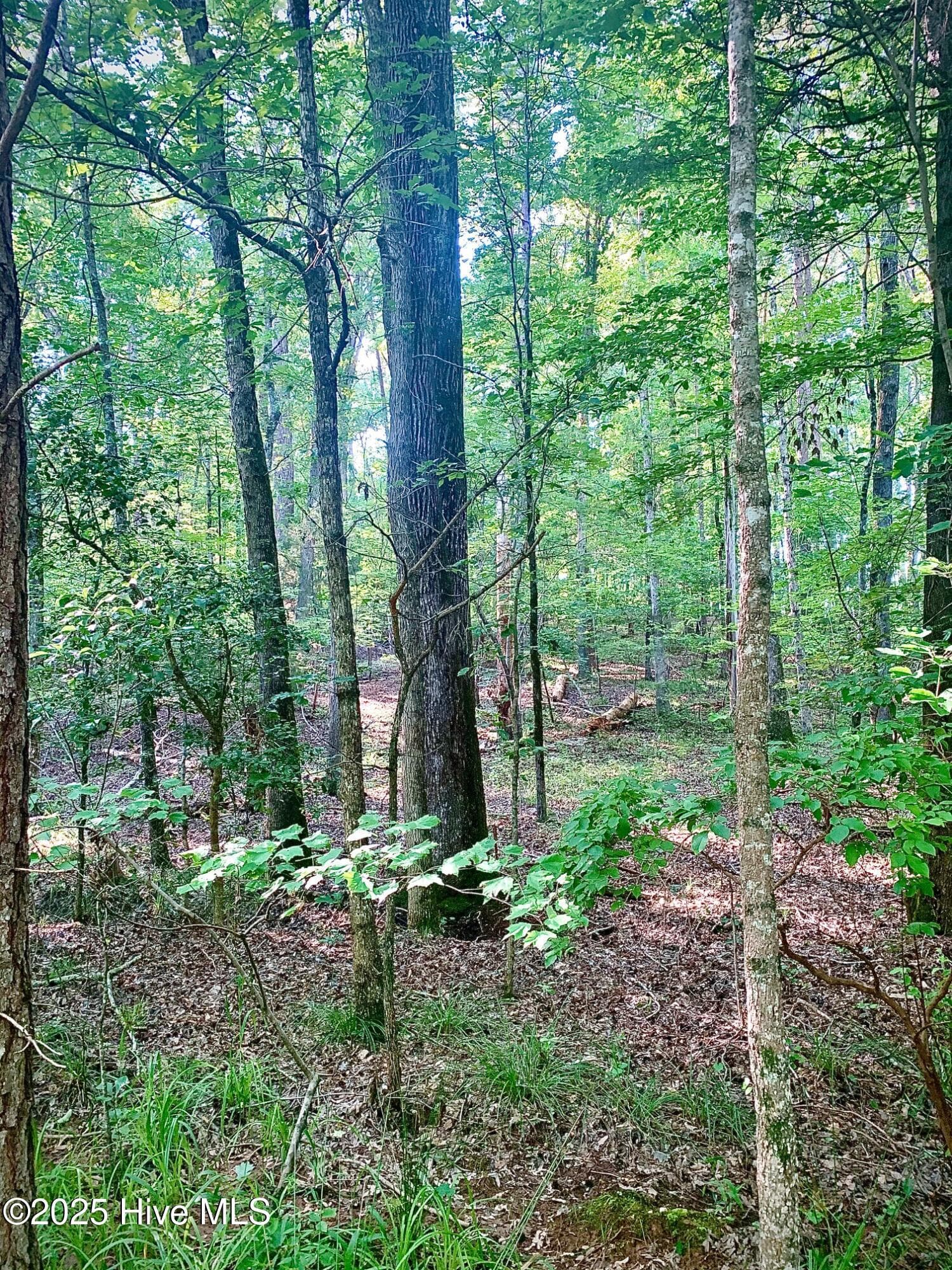 Residential Land at 54 54 Palomino Road, Carthage, NC 28327, photo 3 of 20