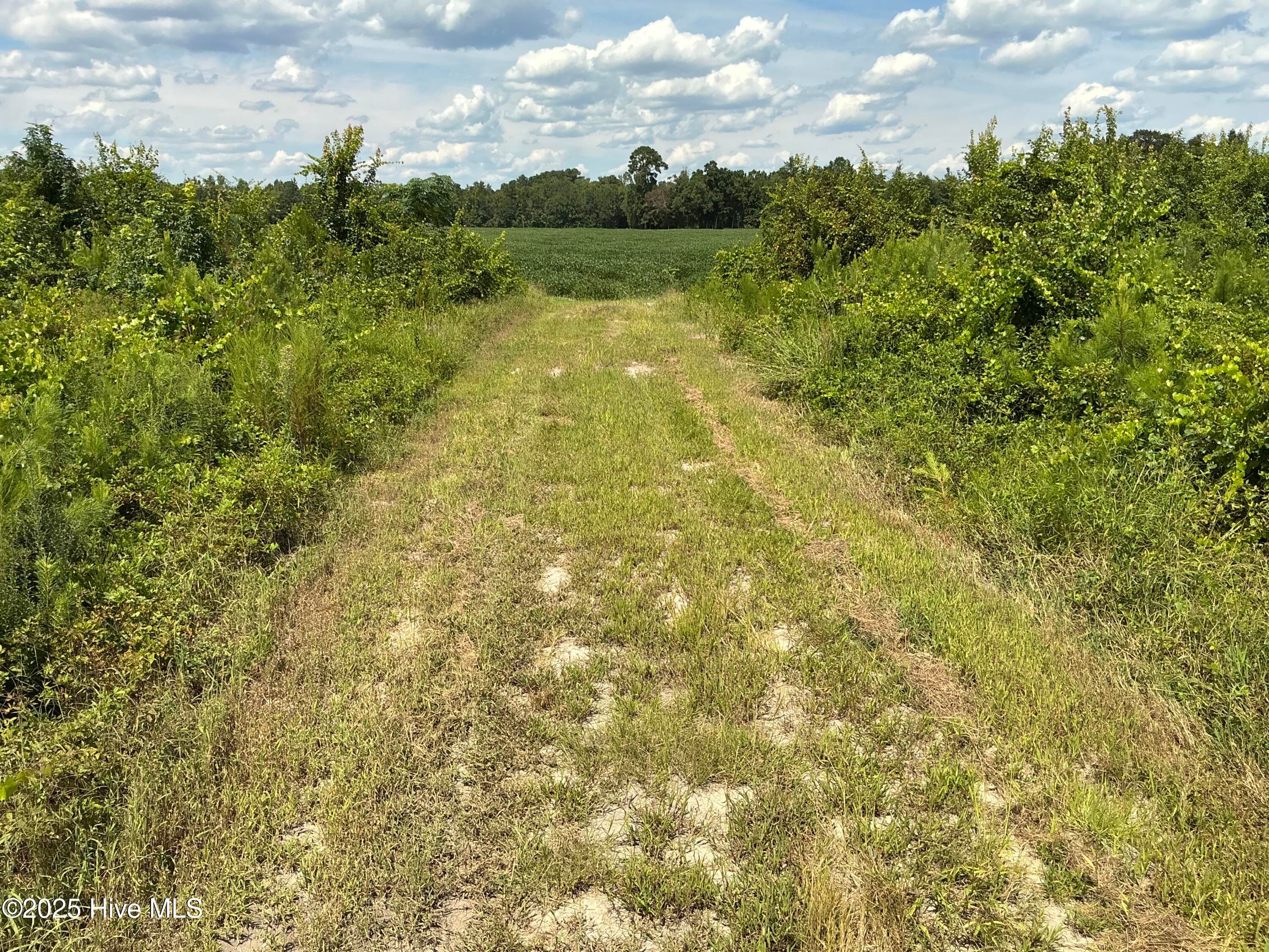 Farm at 0 Near 685 Rossie Ober Road, Whiteville, NC 28472, photo 6 of 9