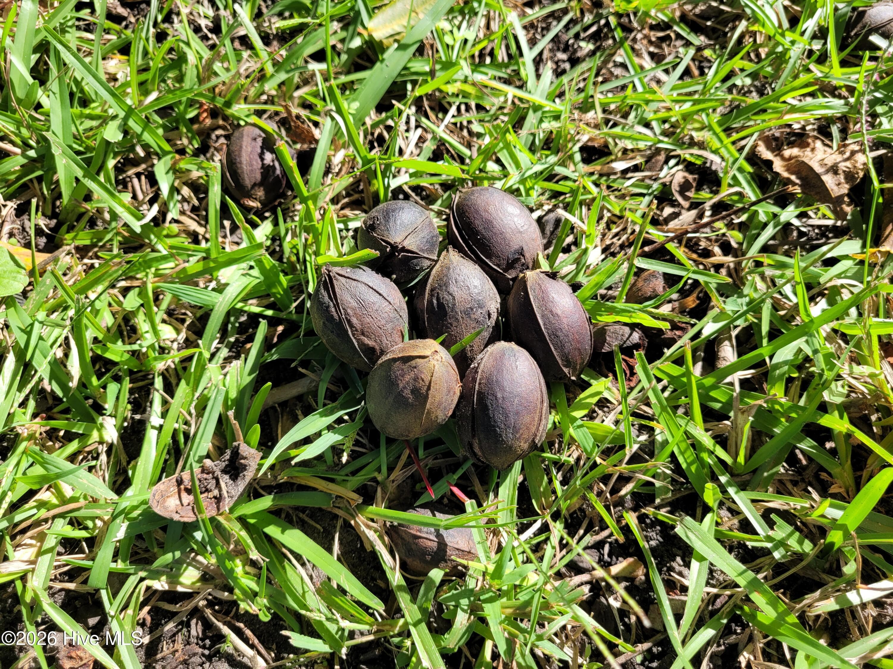 Pecans - 1554 Nc 102 E, Ayden, NC 28513