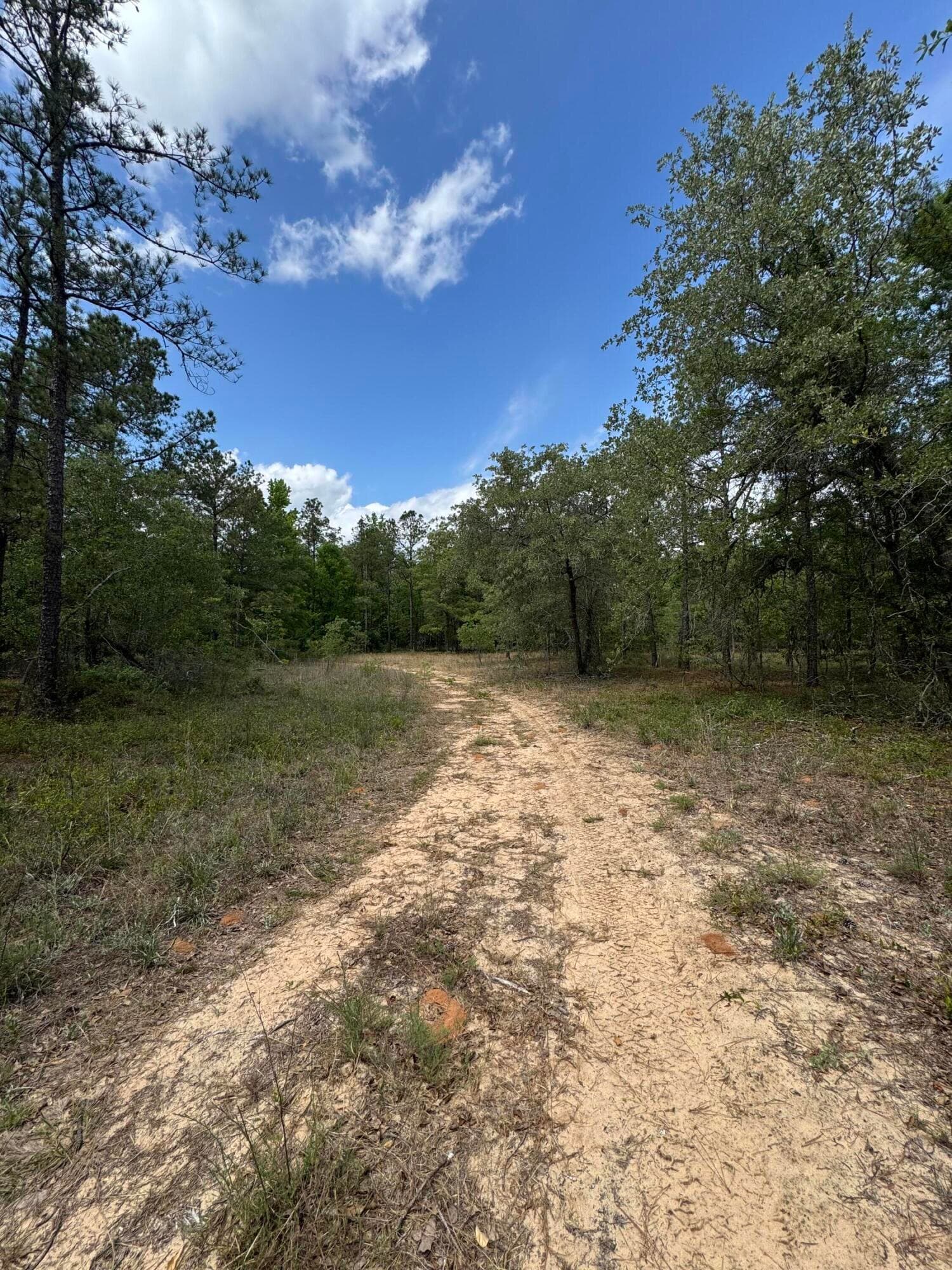 Undeveloped at 745 Wright Allen Road, Blythe, GA 30805, photo 14 of 18