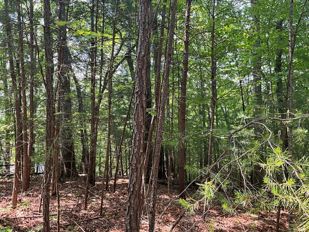 Land at 5 Birds View Lane, Murphy, NC 28906, photo 14 of 17