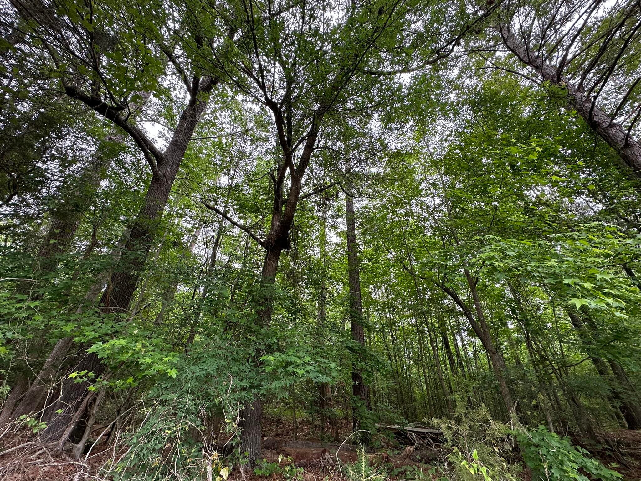 Mixed Use at Lot 3a 3A Elberton Highway, Lincolnton, GA 30817, photo 5 of 27