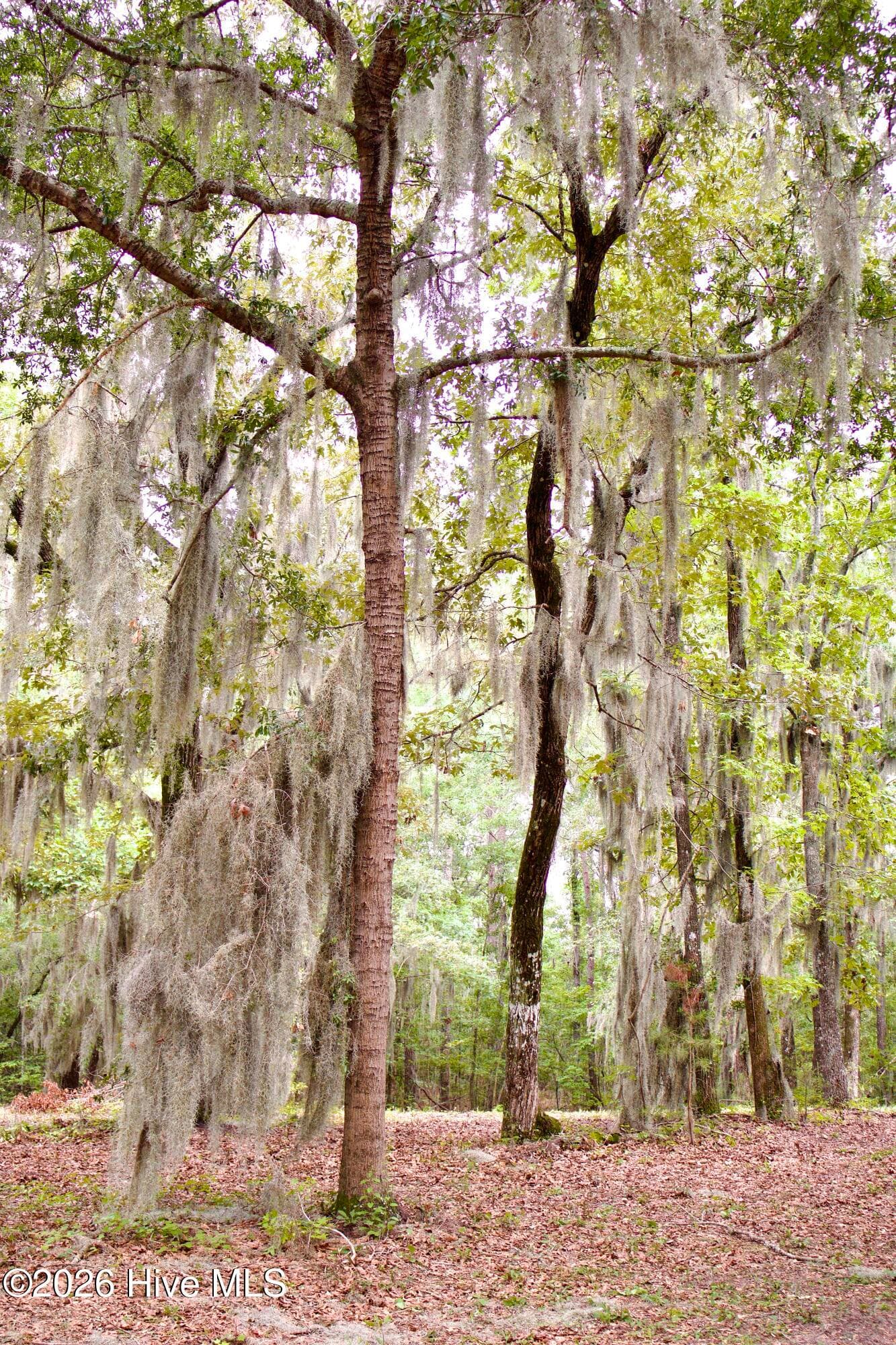 Undeveloped at 385 Sand Ridge Road, New Bern, NC 28560, photo 2 of 2