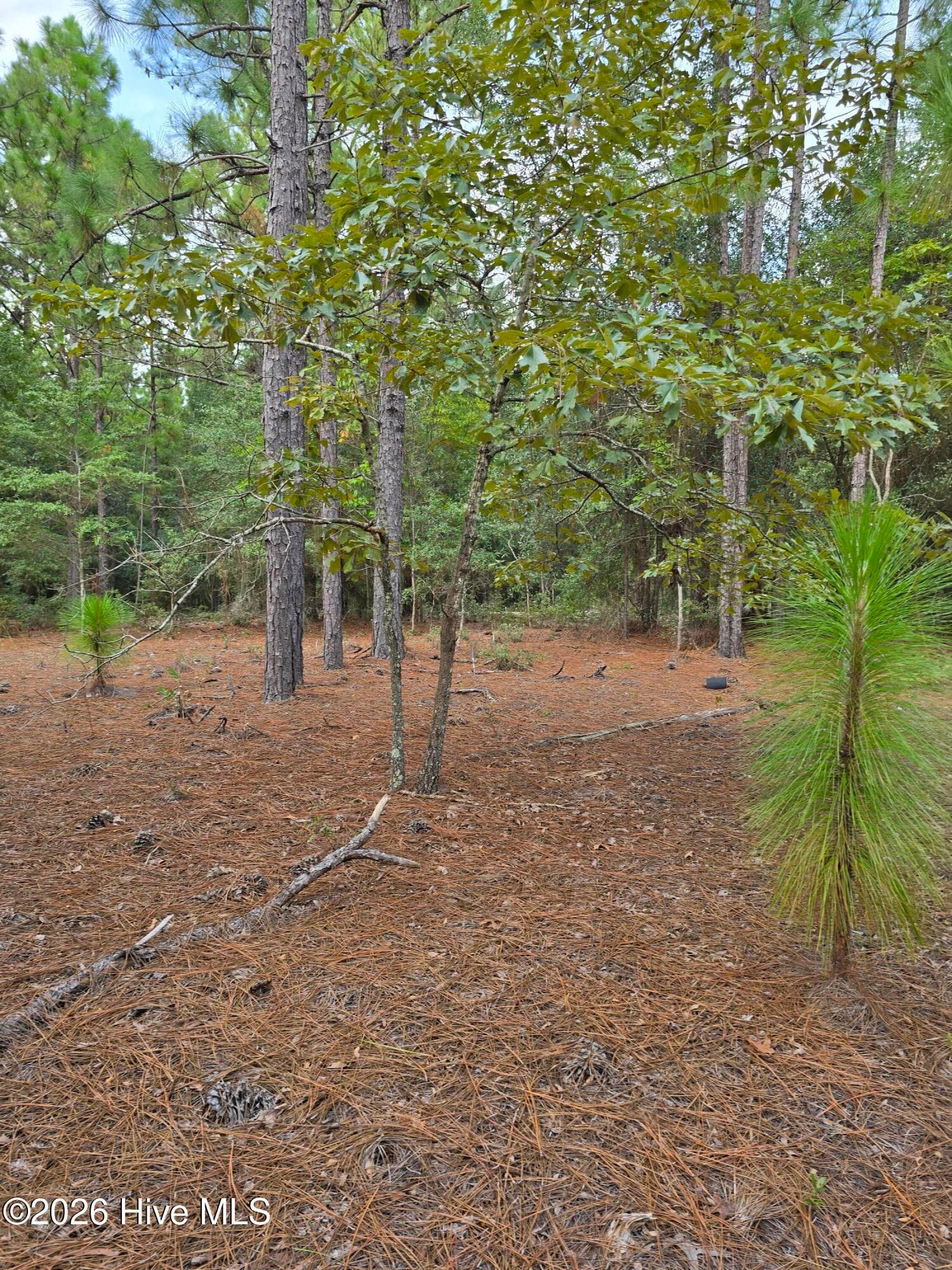 Mixed Use at 317 R J Johnson Road, Allendale, SC 29810, photo 8 of 8