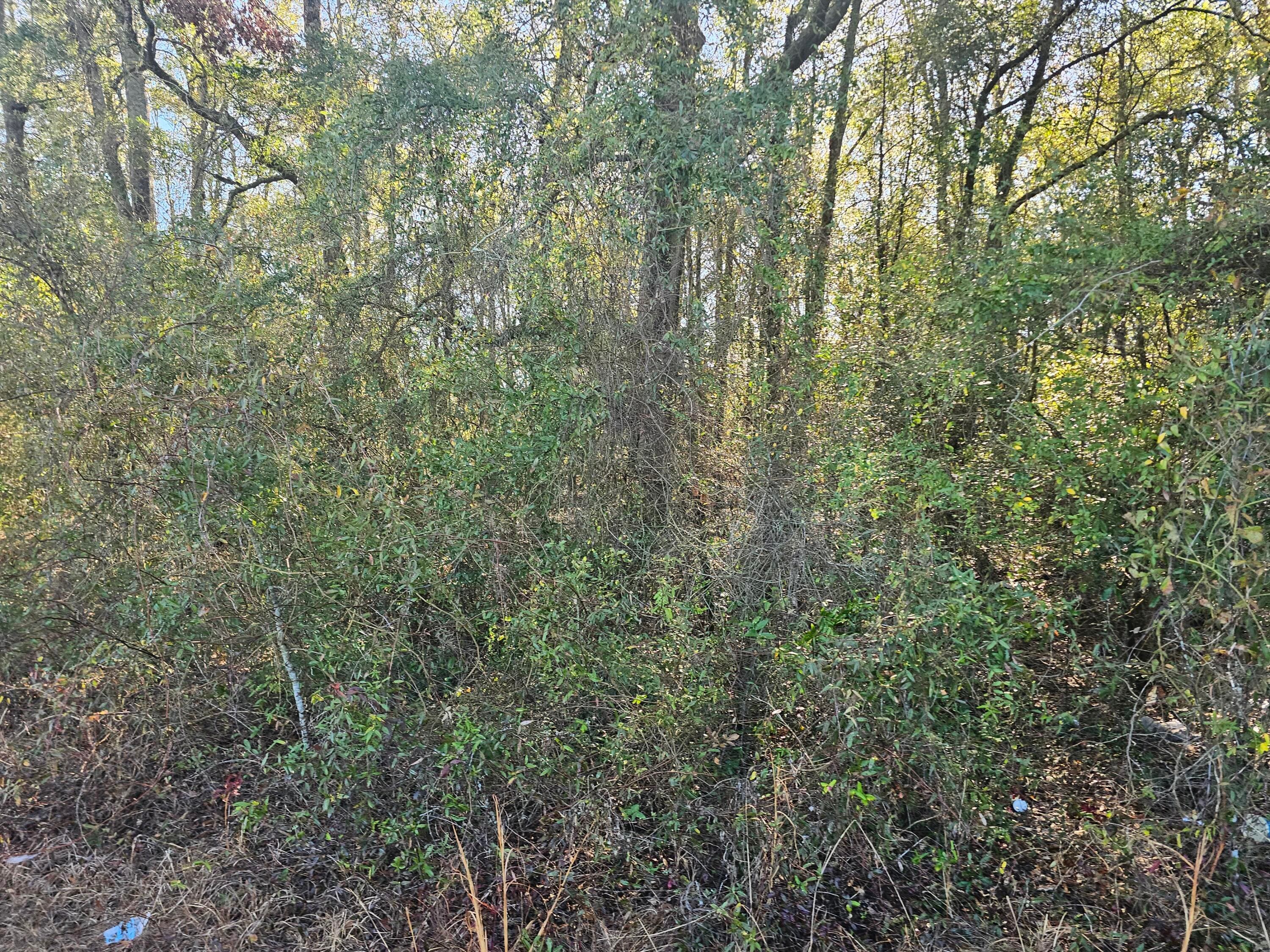 Residential Lot at 01 River Road, Waynesboro, GA 30830, photo 3 of 5
