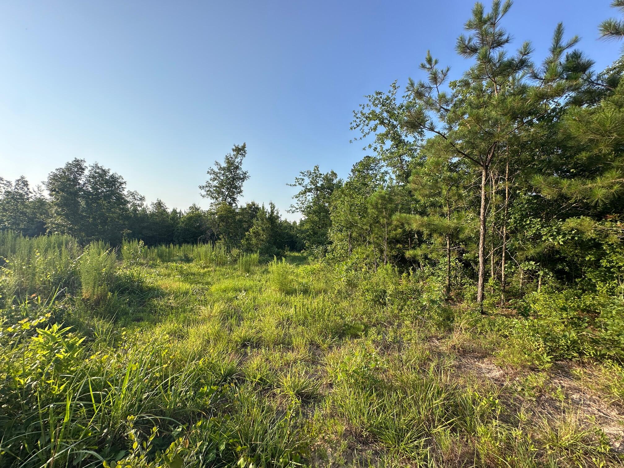 Undeveloped at 2576 Jessie James Pond Road, Wrens, GA 30833, photo 19 of 56