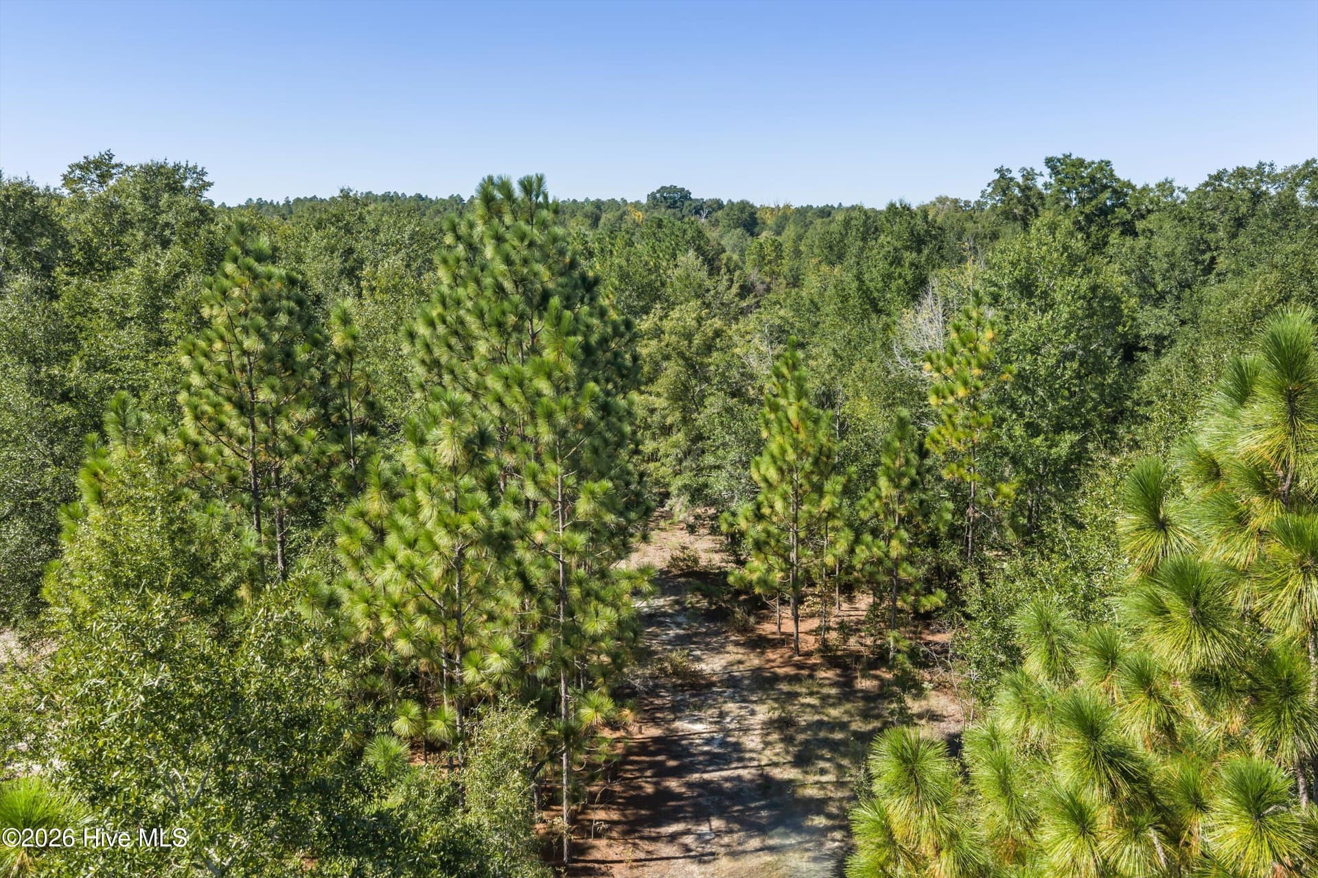 Residential Lot at 000.0 Mary Rawls Road, Wagener, SC 29164, photo 19 of 21