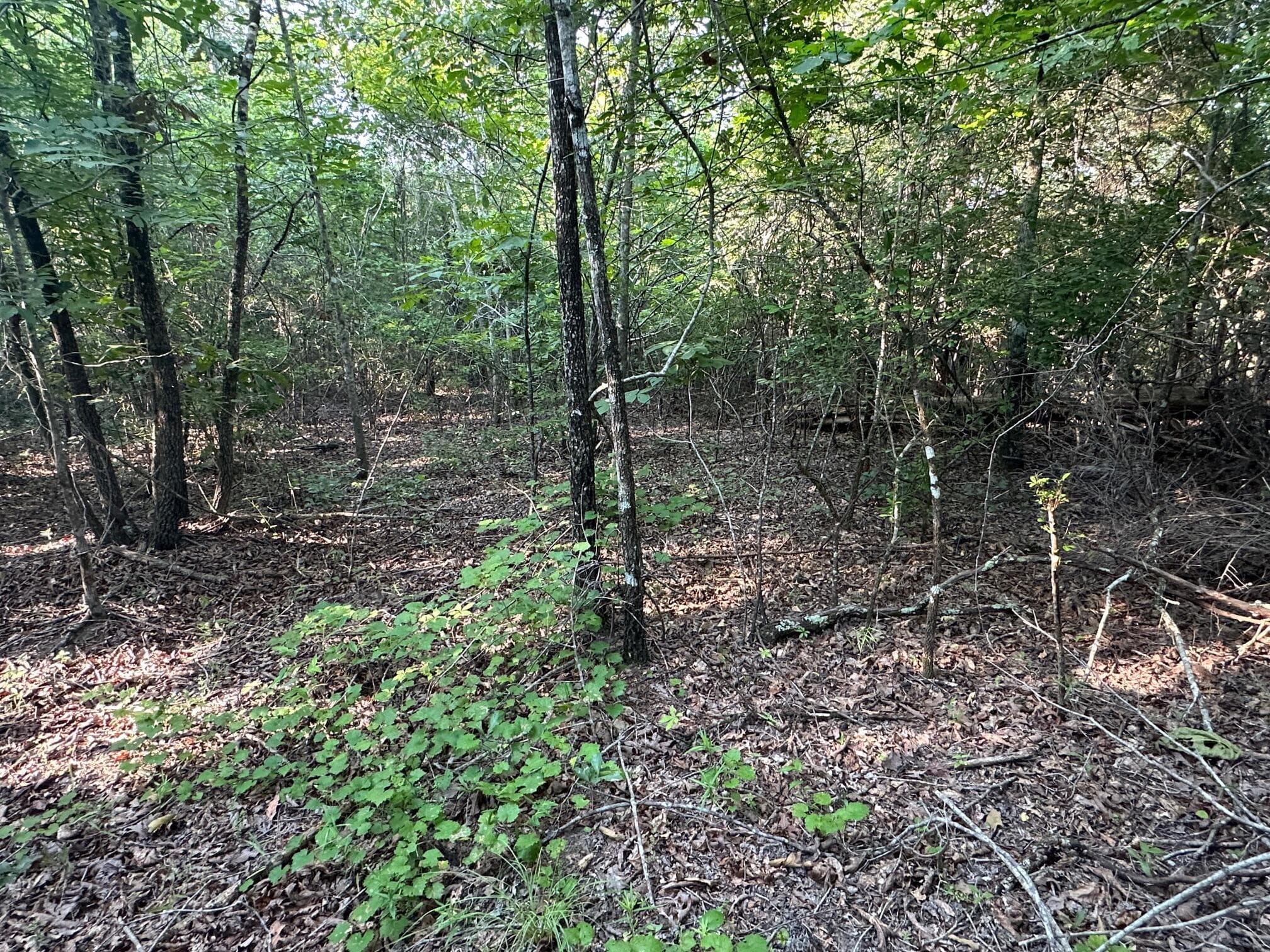Undeveloped at 2576 Jessie James Pond Road, Wrens, GA 30833, photo 40 of 56