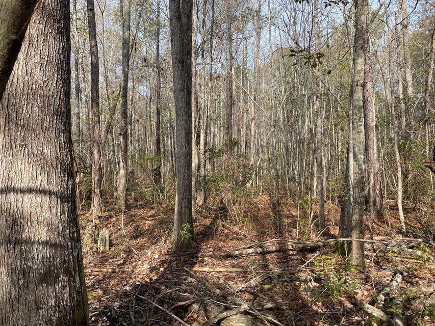 Residential Lot at Lot 12 Robin Boulevard, Swainsboro, GA 30401, photo 8 of 11