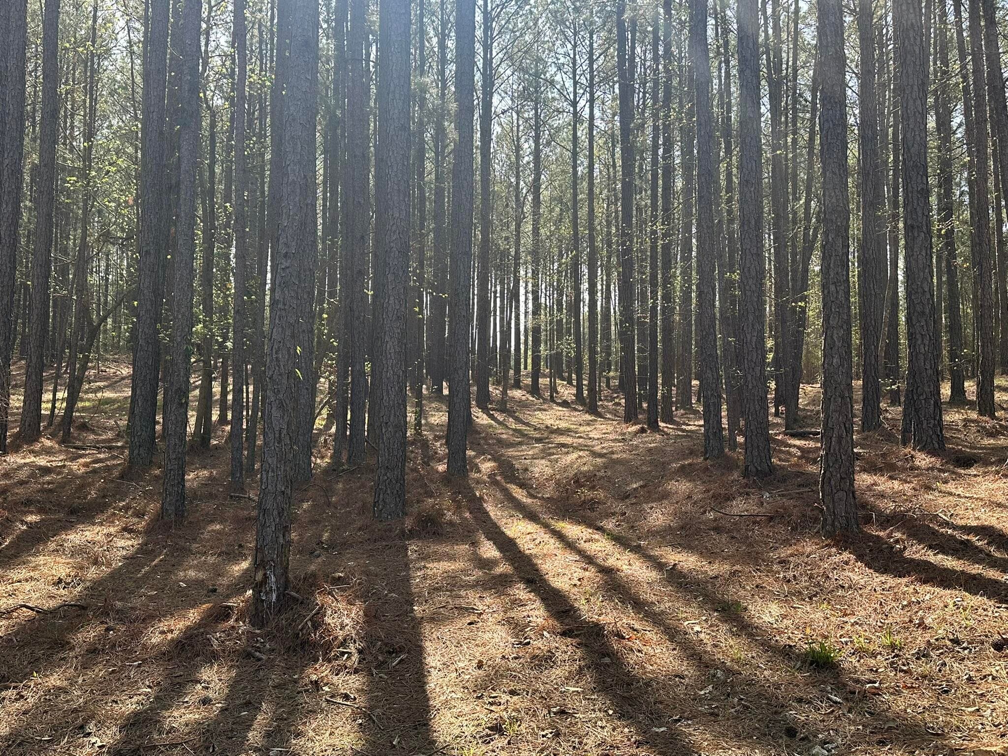 Residential Lot at Lot 65 65 Maiden Cane Way, Lincolnton, GA 30817, photo 6 of 59