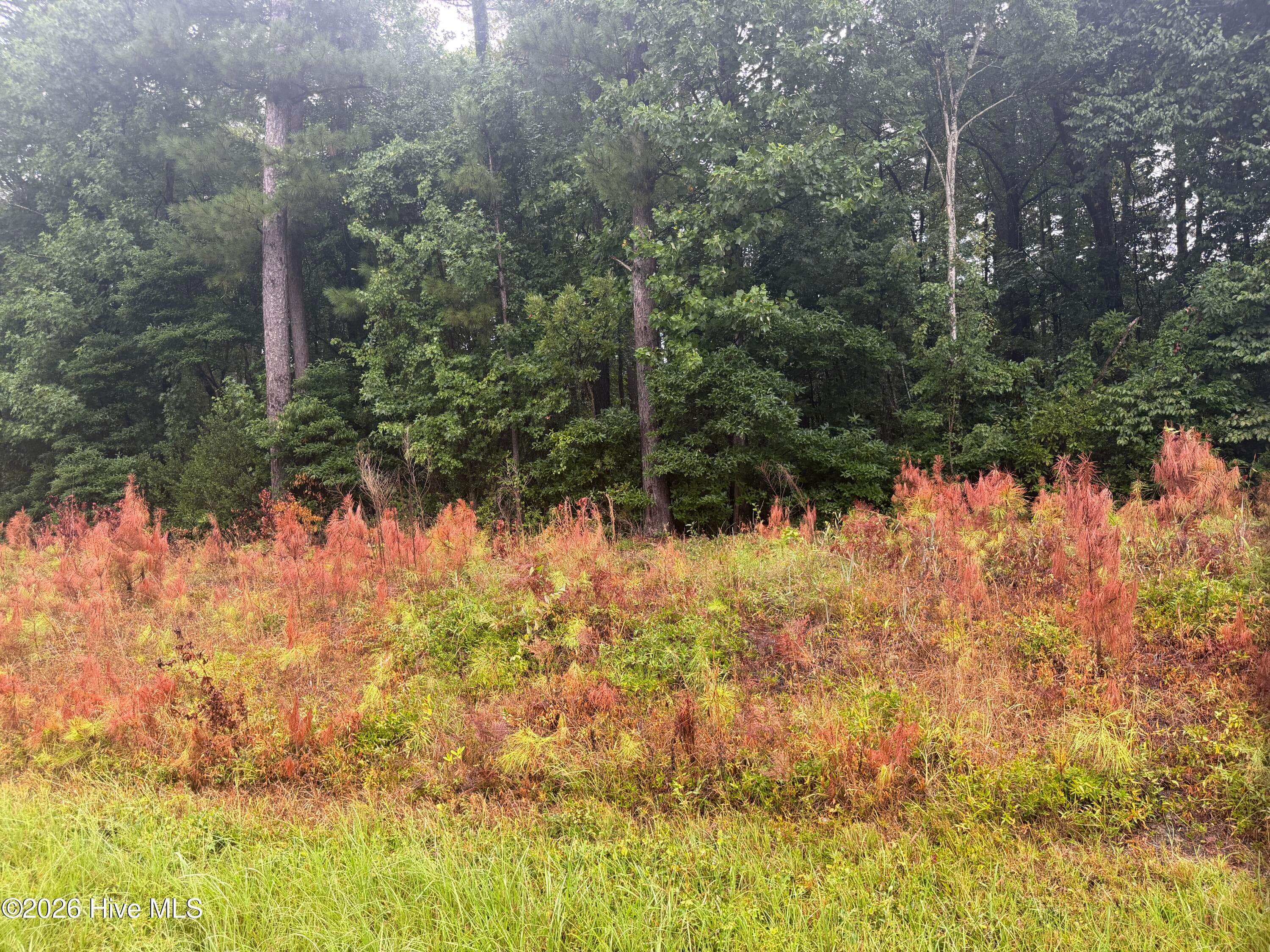 Wooded at 000 Richlands Highway, Jacksonville, NC 28540, photo 7 of 8