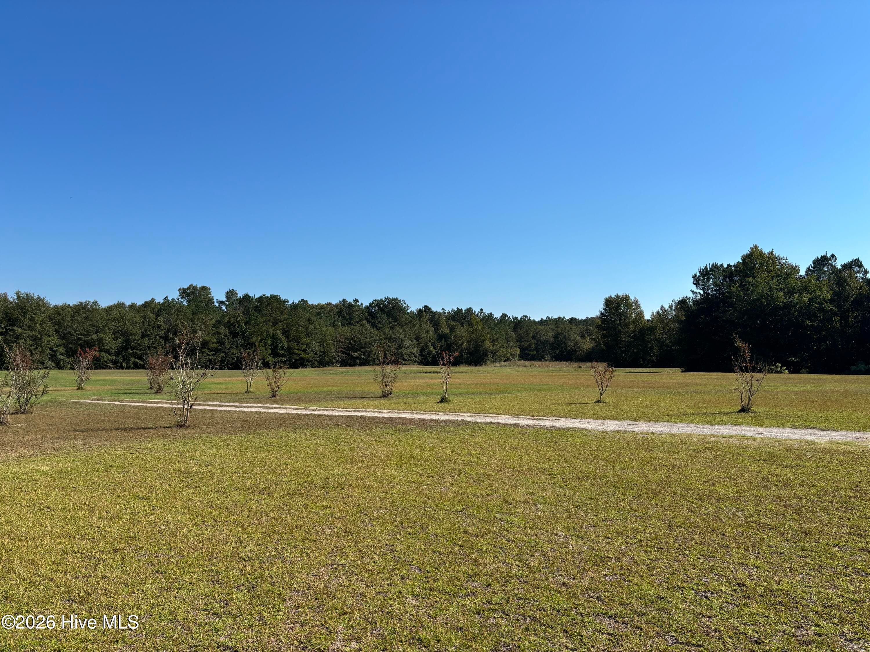 Driveway lined with crepe myrtles. - 593 La Wane Lane, Trenton, NC 28585