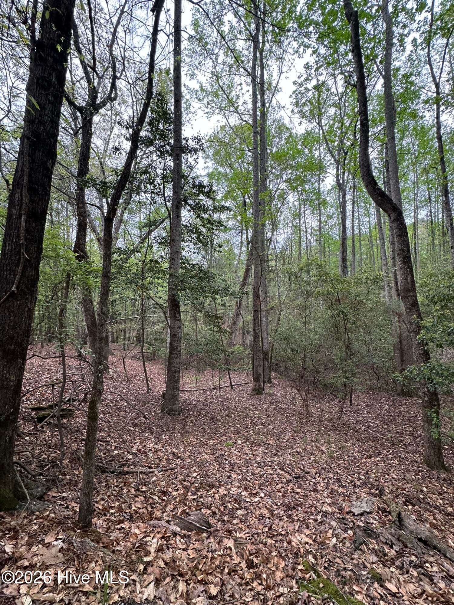 Residential Lot at Lot E Ridge Road, Appling, GA 30802, photo 3 of 4