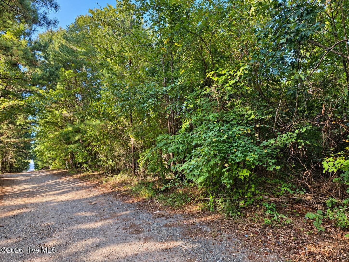 Tyler Lane looking into the wooded lot - 0 Spies Road, Robbins, NC 27325