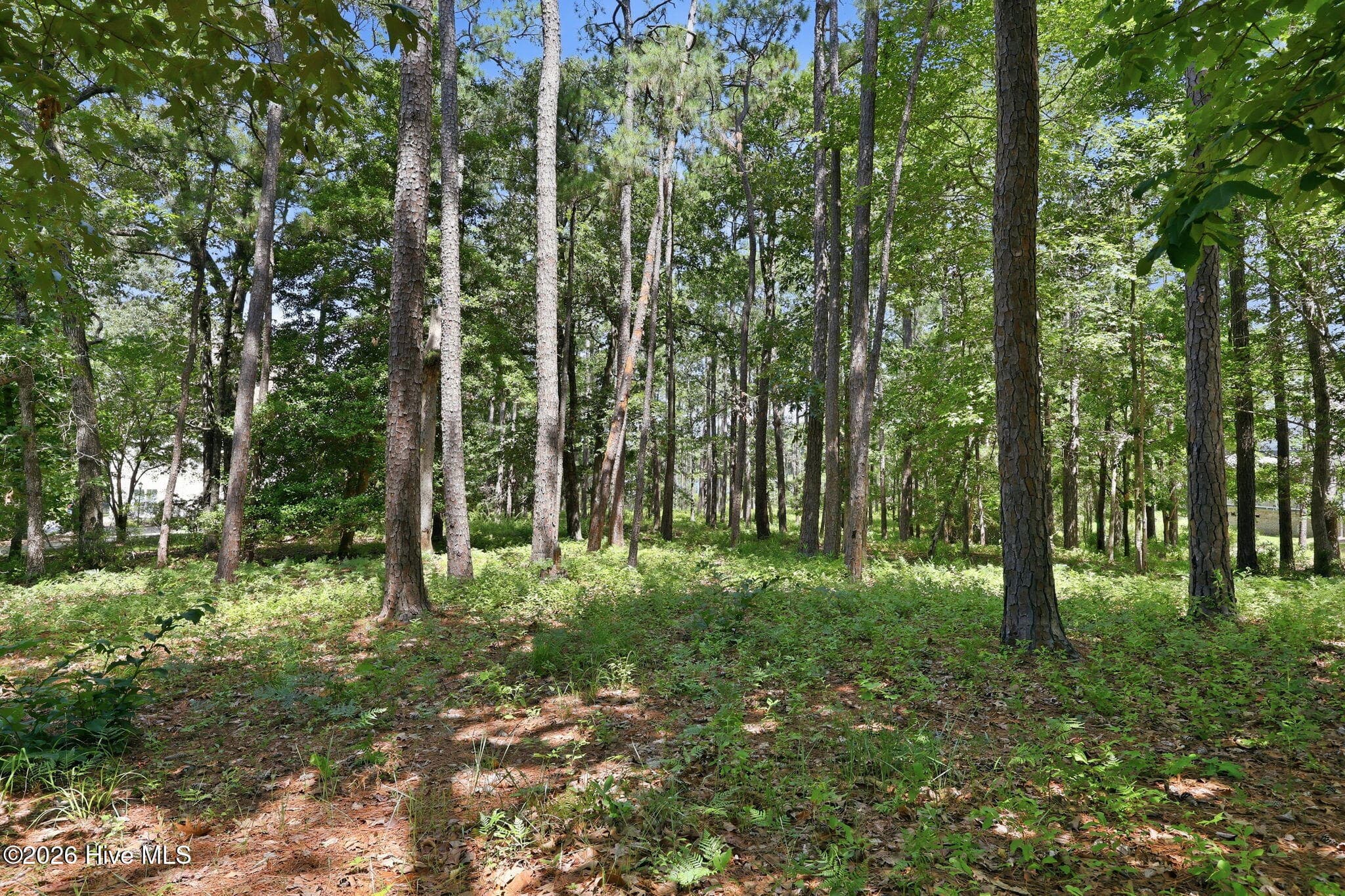 Looking Towards the Water - 123 White Swan Way, Swansboro, NC 28584