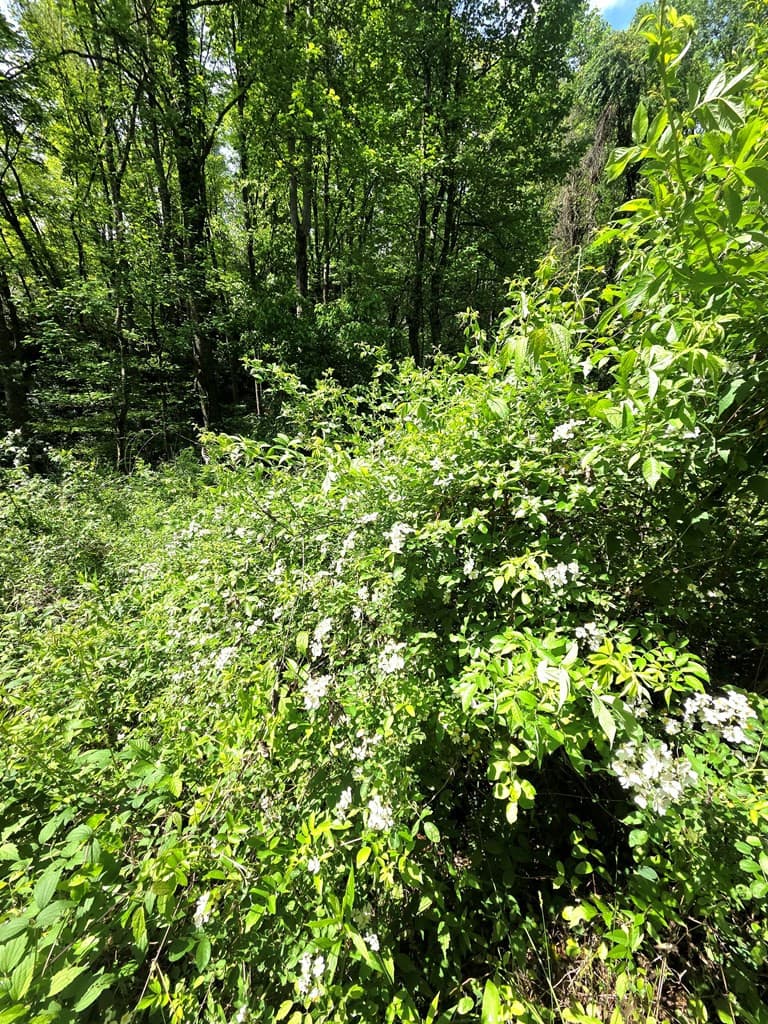 Undeveloped at 00 Vincent Colvin Road, Robbinsville, NC 28771, photo 16 of 18