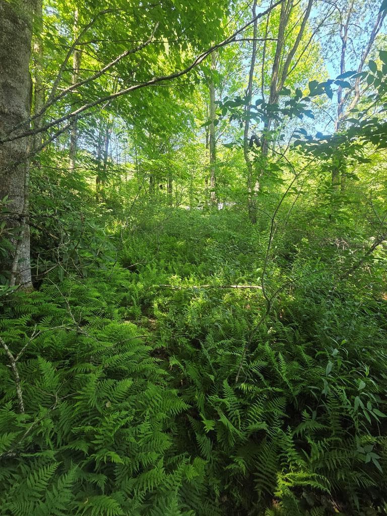 Undeveloped at 00 Vincent Colvin Road, Robbinsville, NC 28771, photo 17 of 18
