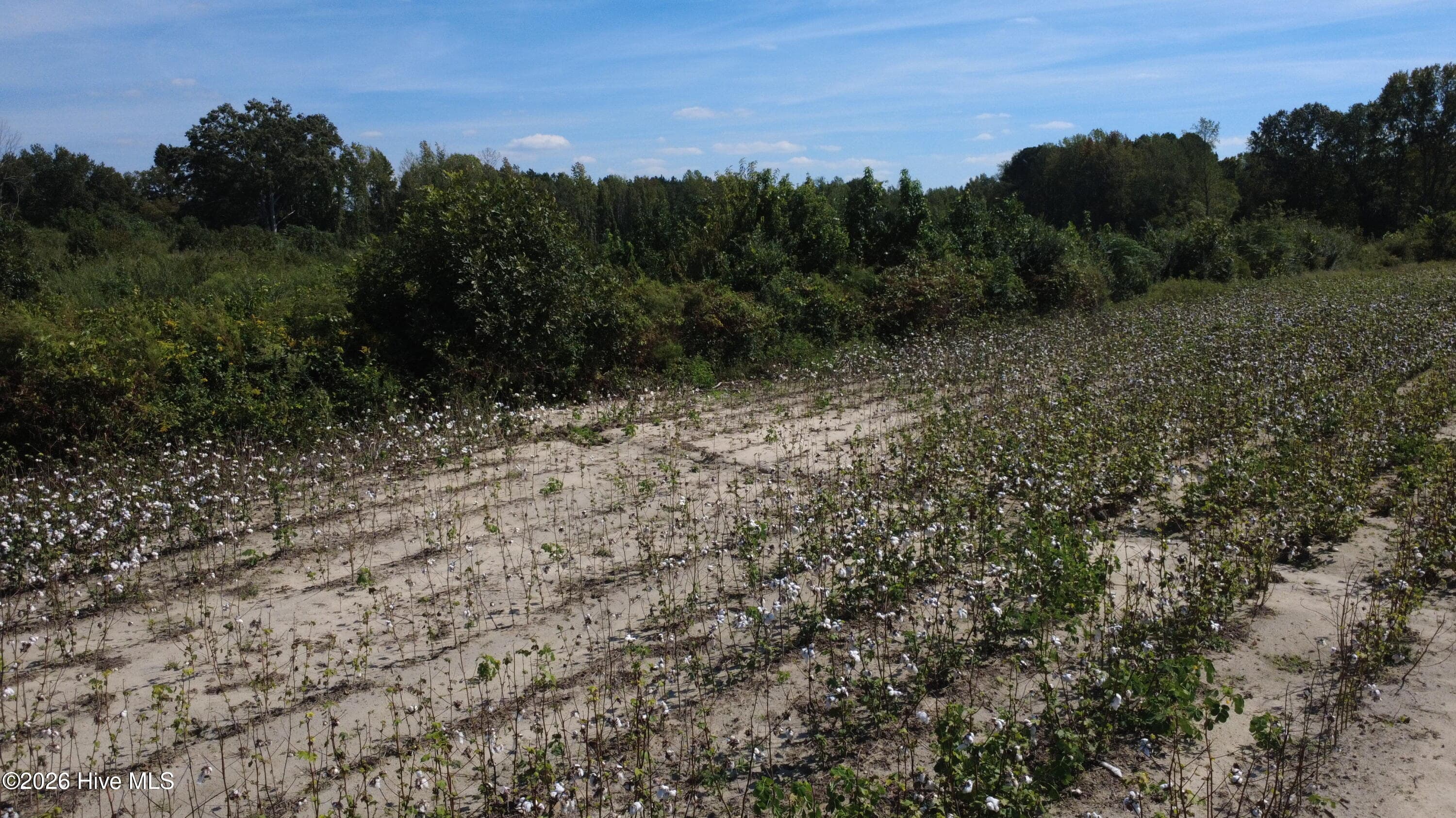 Farm at 0 Ward Road, Whitakers, NC 27891, photo 5 of 5