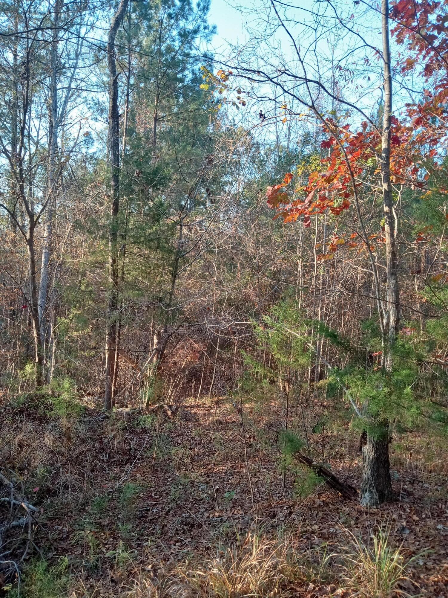 Residential Lot at 2722 Sc-23, Modoc, SC 29838, photo 43 of 62