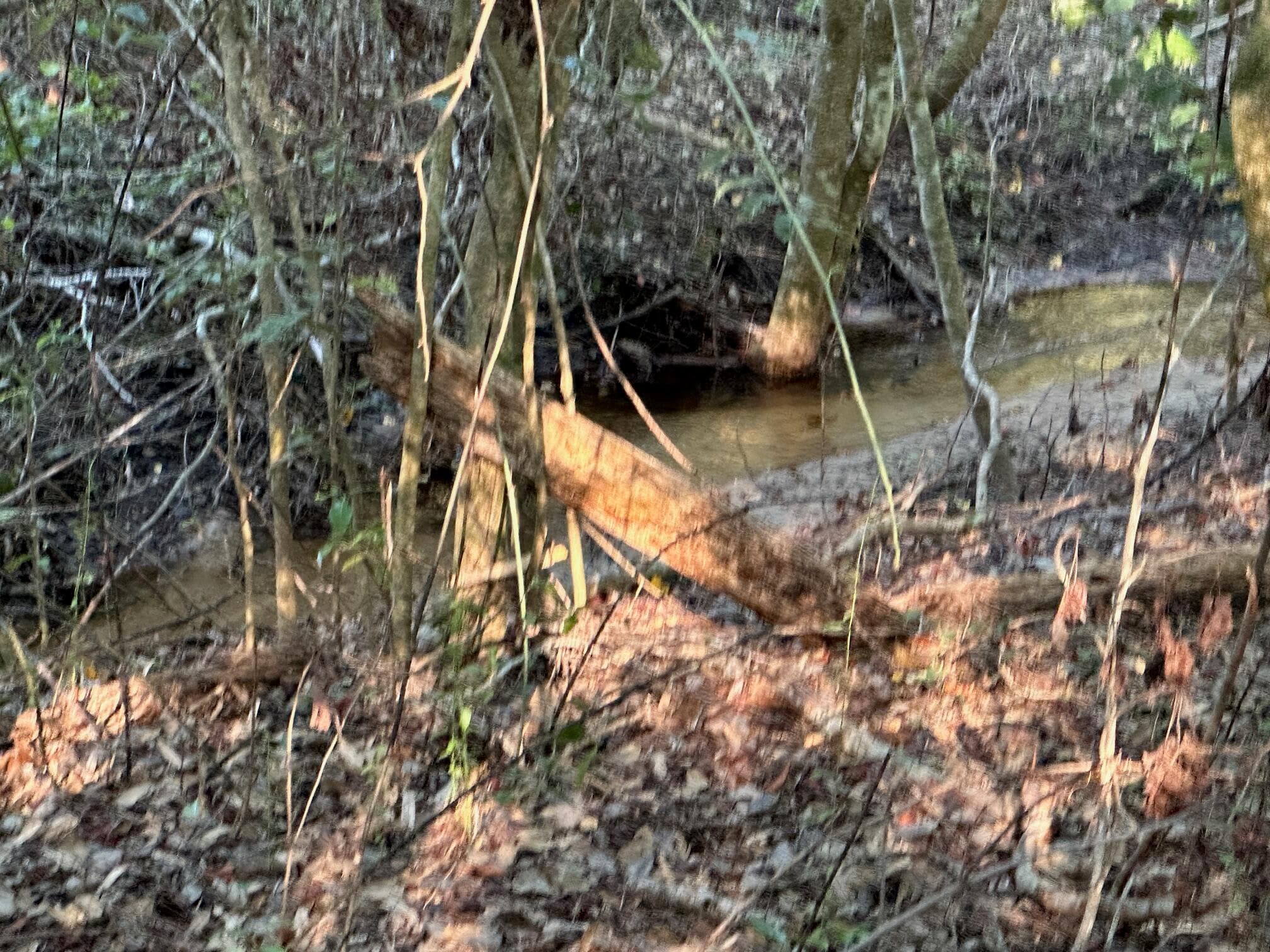 Undeveloped at 2576 Jessie James Pond Road, Wrens, GA 30833, photo 23 of 56